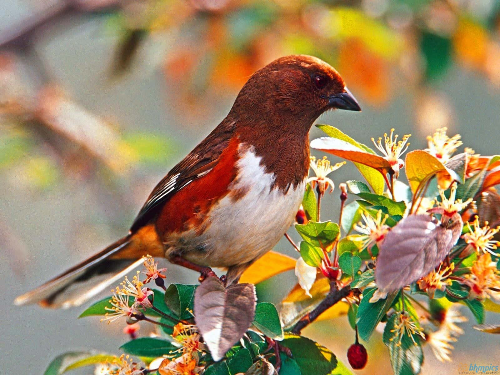 Cute Bird 桌布 壁紙 — 一隻鏽色鳥棲息在裝飾著精緻花朵和秋葉的樹枝上。