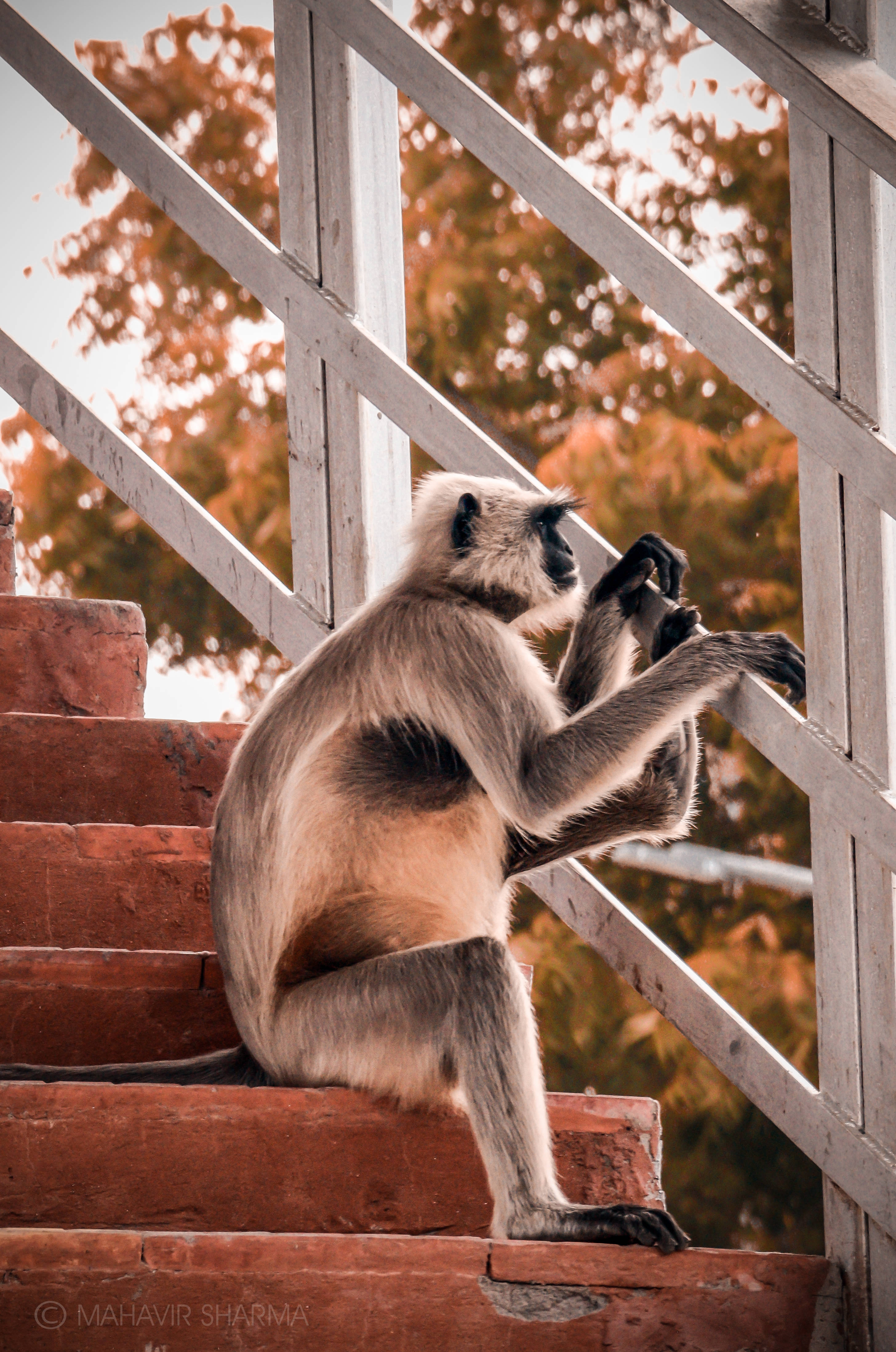 Funny Monkey 桌布 壁紙 — 一隻長尾葉猴沉思地坐在紅磚樓梯上，被白色木欄杆框住，背景是秋日樹木。