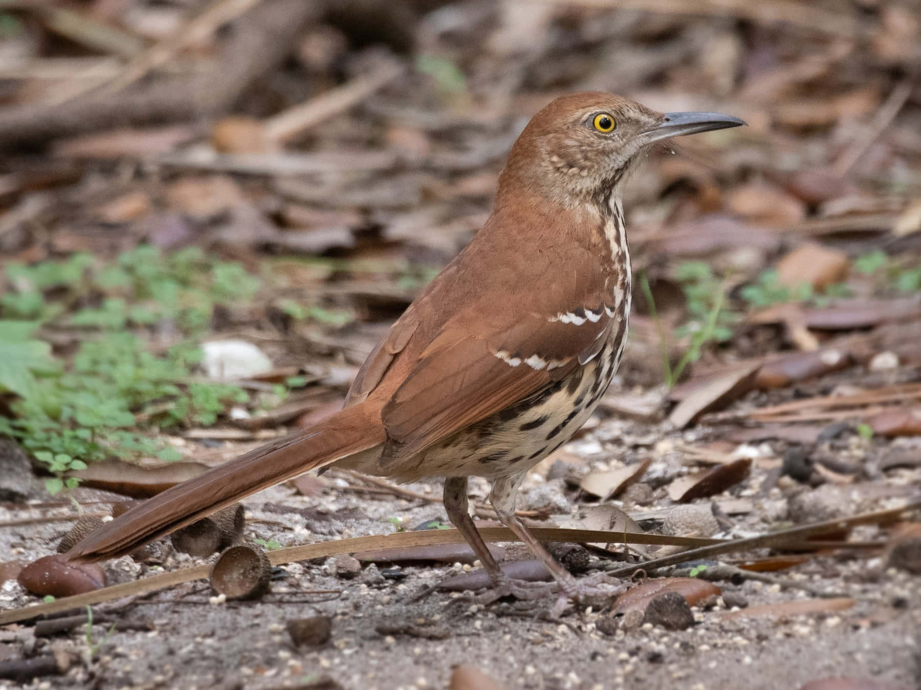 Brown Thrasher 桌布 壁紙 — 一隻長尾黃眼的棕色反舌鳥警覺地站在森林地面的落葉層上。