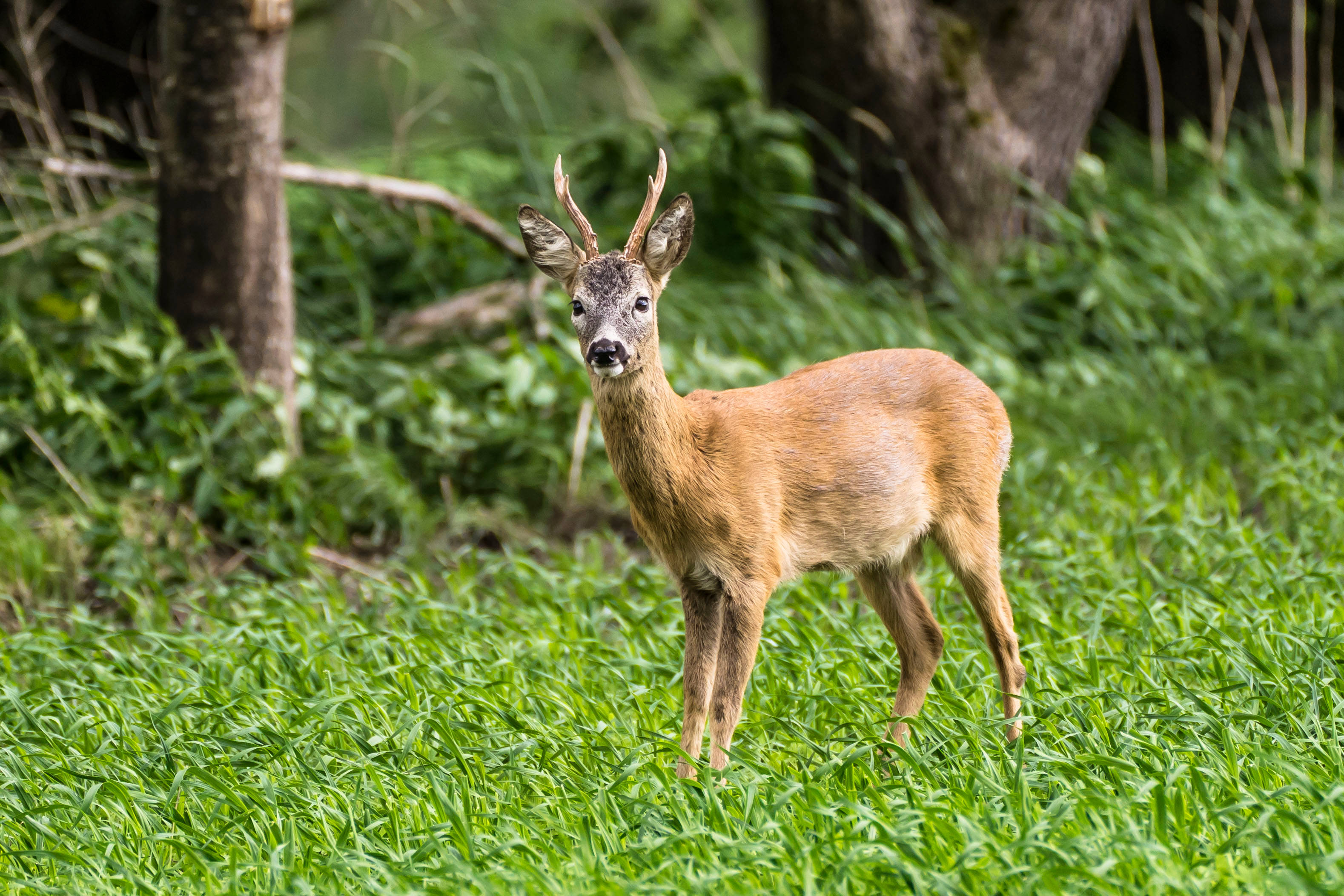 Deer Hunting 桌布 壁紙 — 一隻長有小角的小狍子在森林樹冠下鮮綠的草地上警覺地站立。
