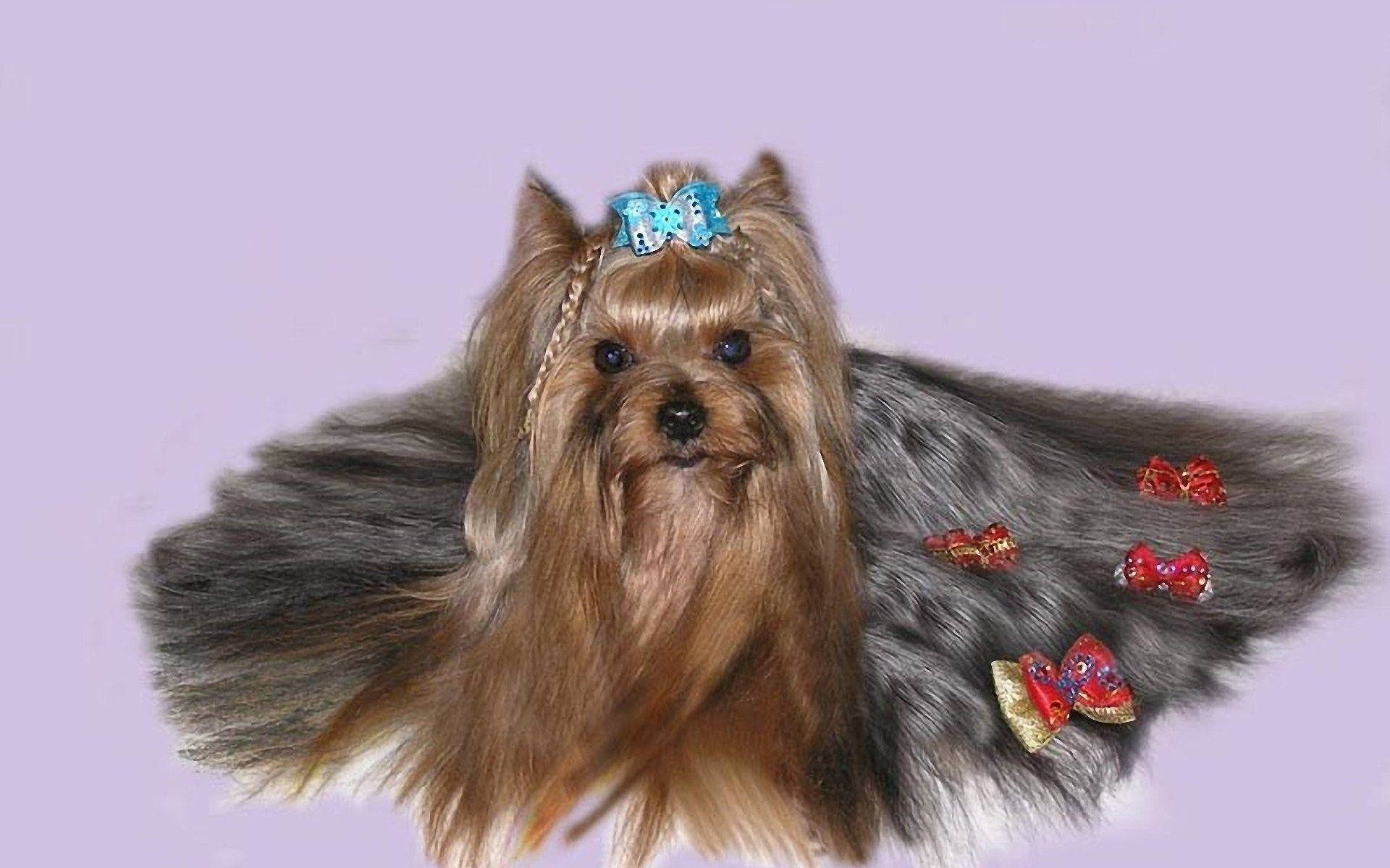 Terrier 桌布 壁紙 — 一隻長有棕色長毛的約克夏㹴，頭上戴著藍色蝴蝶結，背上別著紅色蝴蝶結，背景為薰衣草色。