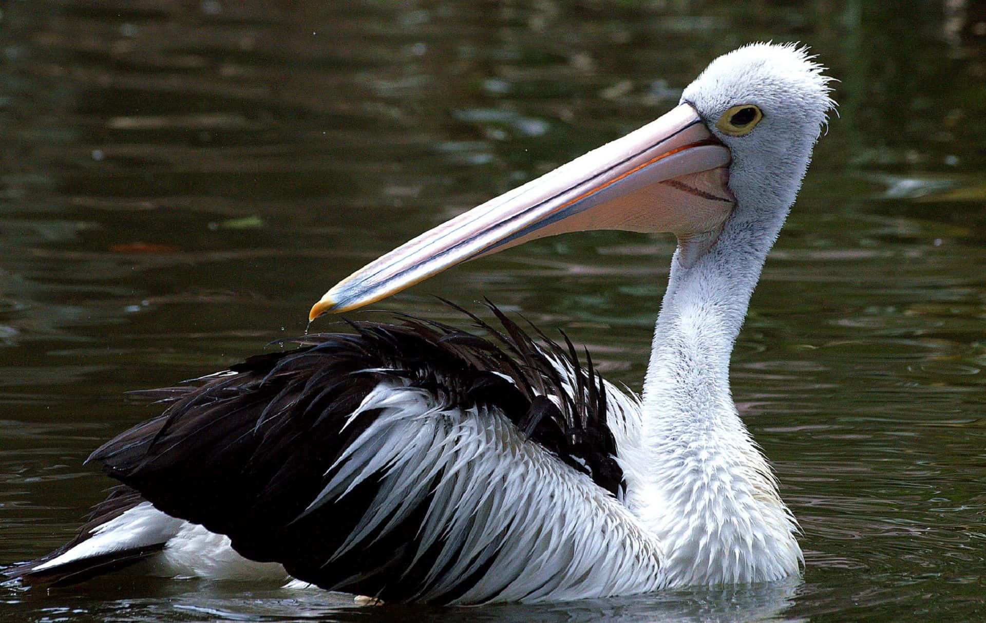 Pelicans 桌布 壁紙 — 一隻長有粉紅色長喙和黑白羽毛的鵜鶘在黑暗的水中平靜地漂浮的特寫。