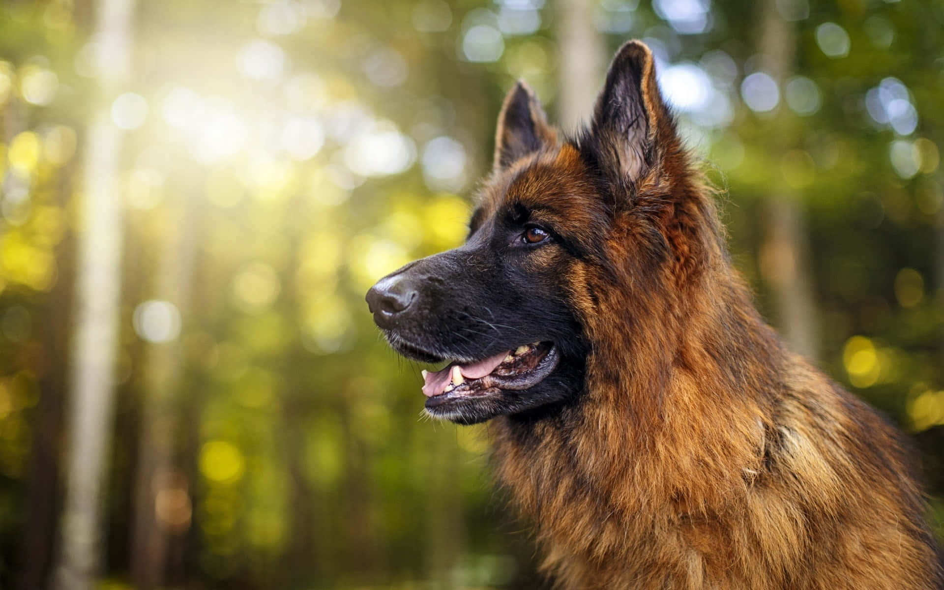 German Shepherd 桌布 壁紙 — 一隻長毛德國牧羊犬在陽光普照的森林背景下，豎起警覺的耳朵向前凝視，背景帶有金色散景。