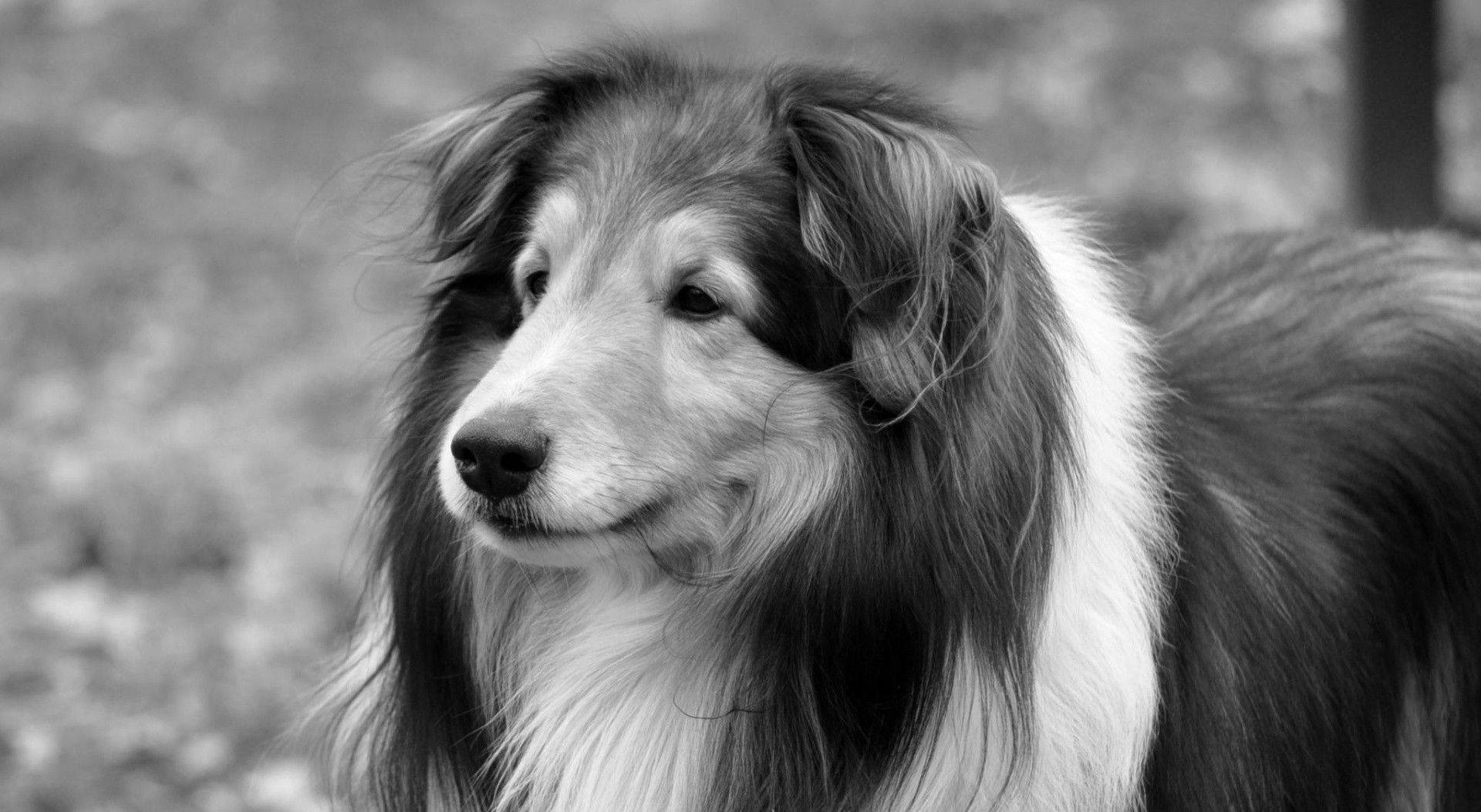 狗 桌布 壁紙 — 一隻長毛牧羊犬的黑白肖像，若有所思地望向側邊，毛髮柔軟，眼神溫柔。