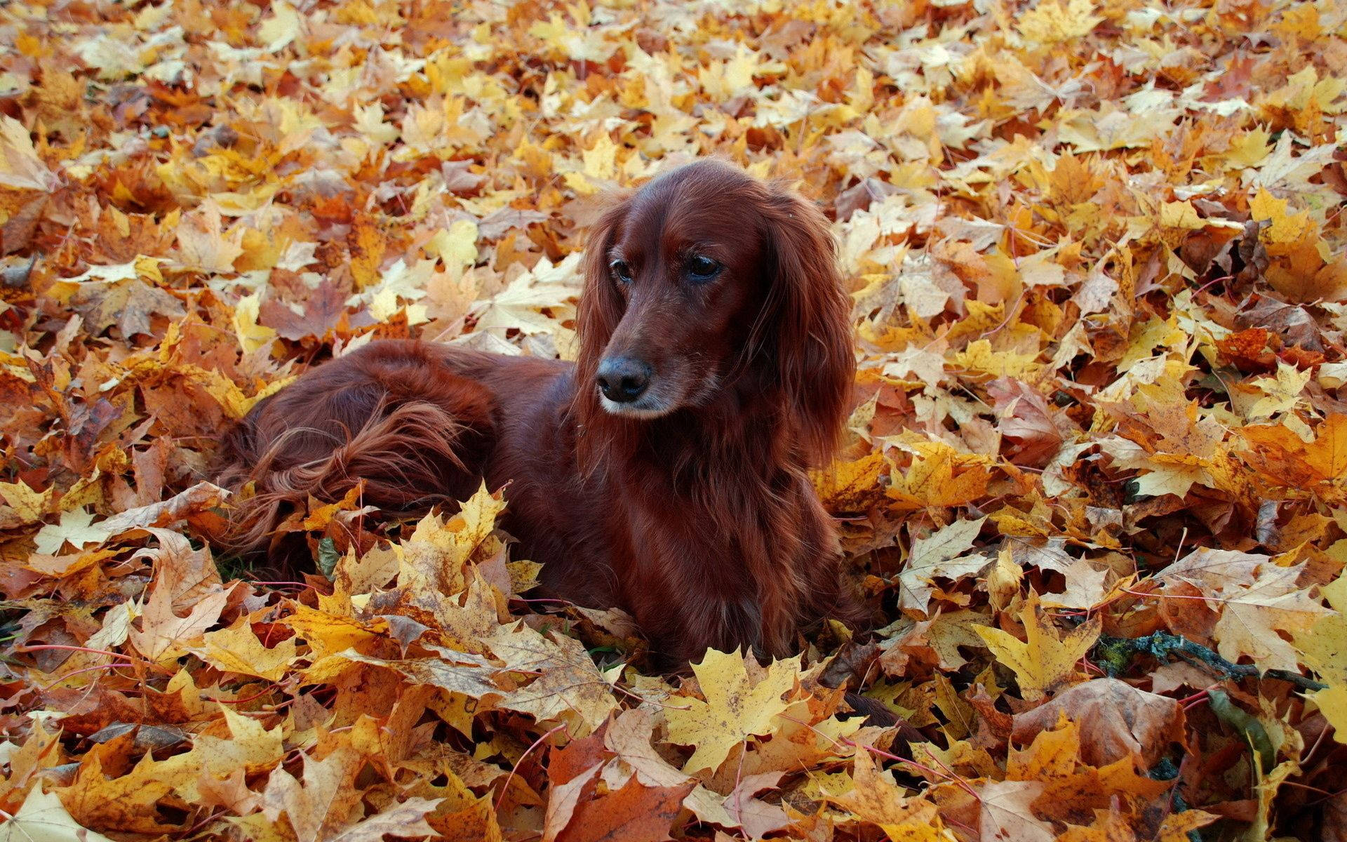 愛爾蘭 桌布 壁紙 — 一隻長毛紅色臘腸犬在厚厚的金色秋葉地毯中平靜地休息。