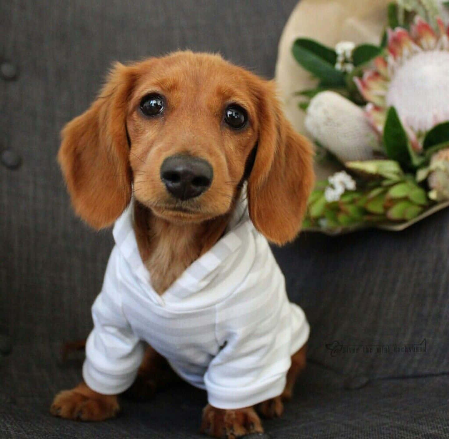 Dachshund Puppy 桌布 壁紙 — 一隻長毛臘腸犬幼犬穿著白色條紋襯衫，坐在深色沙發上，旁邊有一束花。