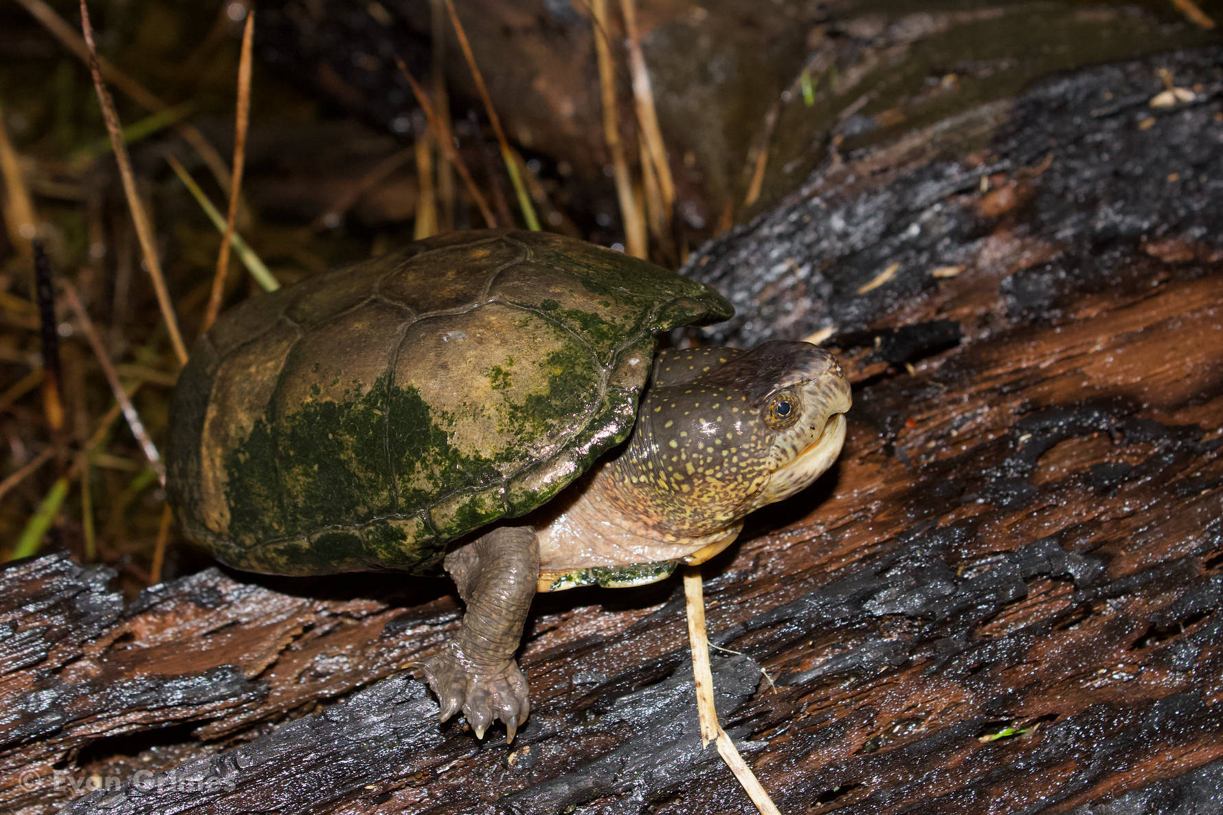 Turtle 桌布 壁紙 — 一隻長滿青苔的烏龜棲息在潮濕森林地面的一條風化木頭上，周圍有乾草。