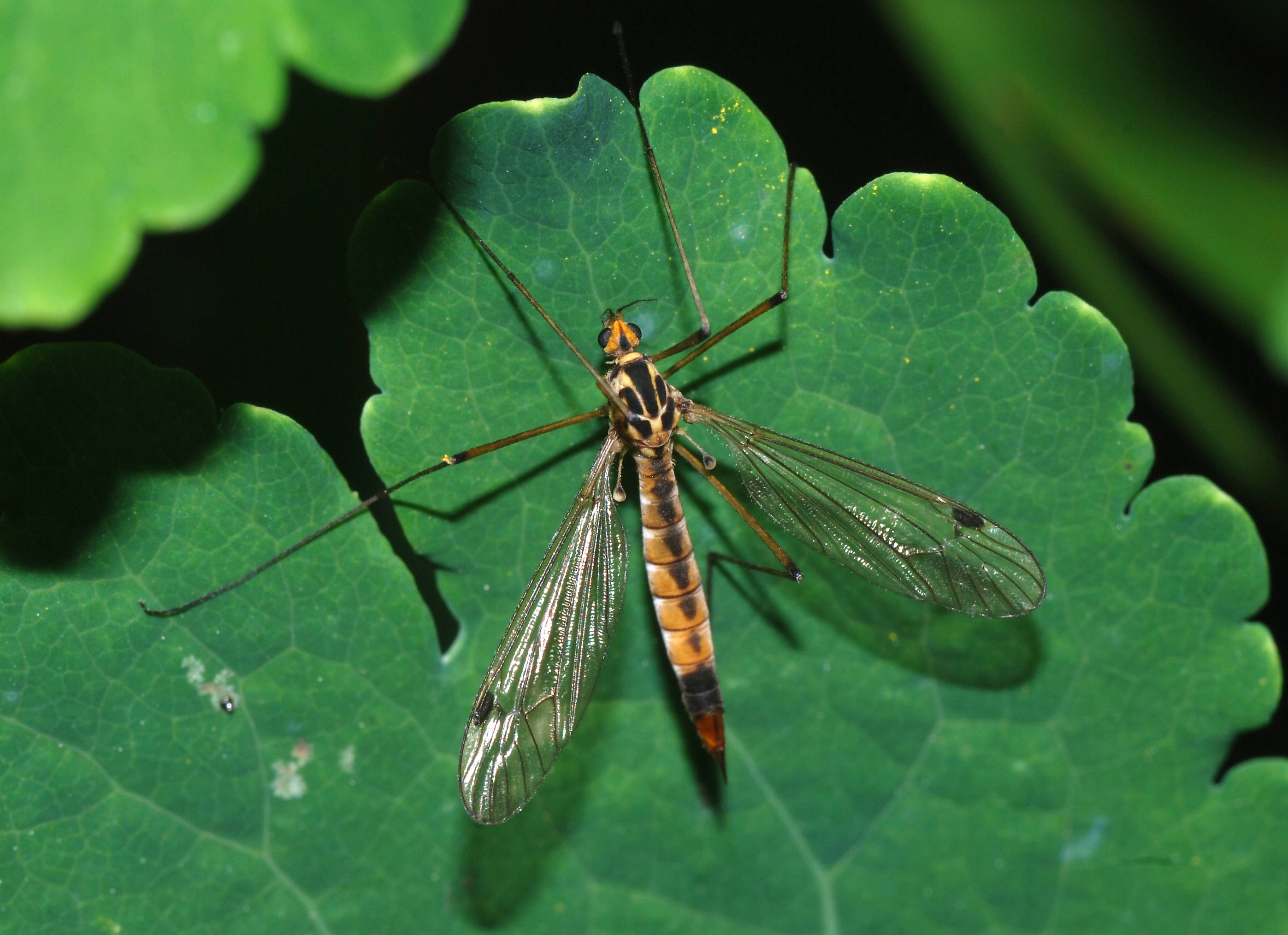 fly 桌布 壁紙 — 一隻長腳蚊蠅棲息在充滿活力的綠葉上，葉脈清晰，陰影柔和的特寫。
