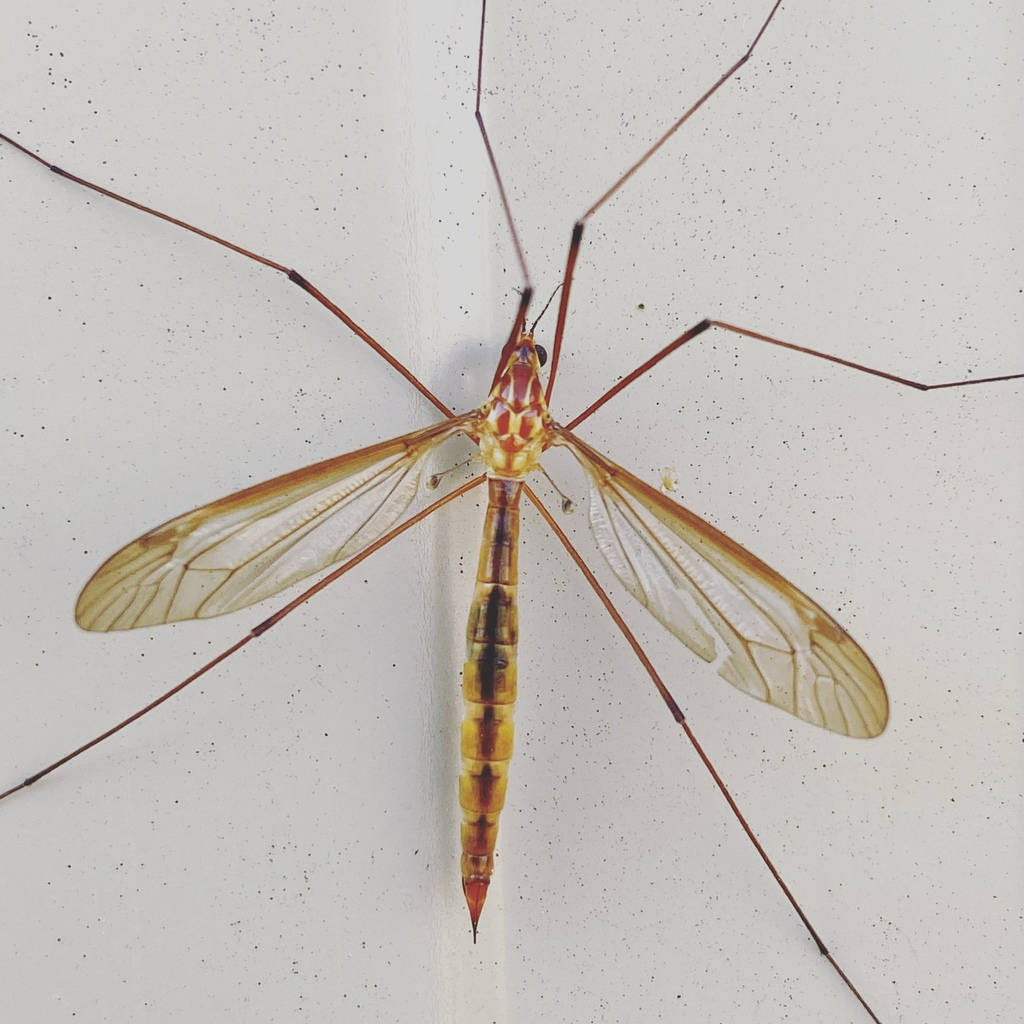 fly 桌布 壁紙 — 一隻長腿及透明翅膀的大蚊近距離特寫，棲息在斑點白色表面上。