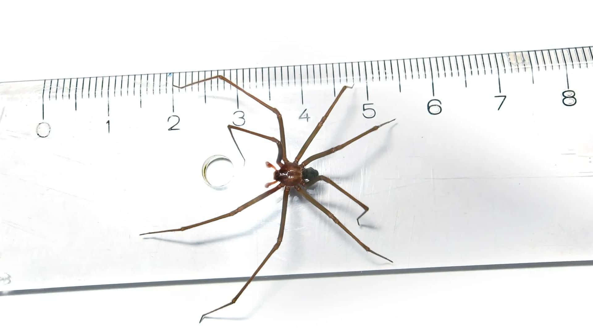 Brown Recluse Spider 桌布 壁紙 — 一隻長腿棕色蜘蛛停留在白色尺子上，顯示其大小接近3公分標記處。
