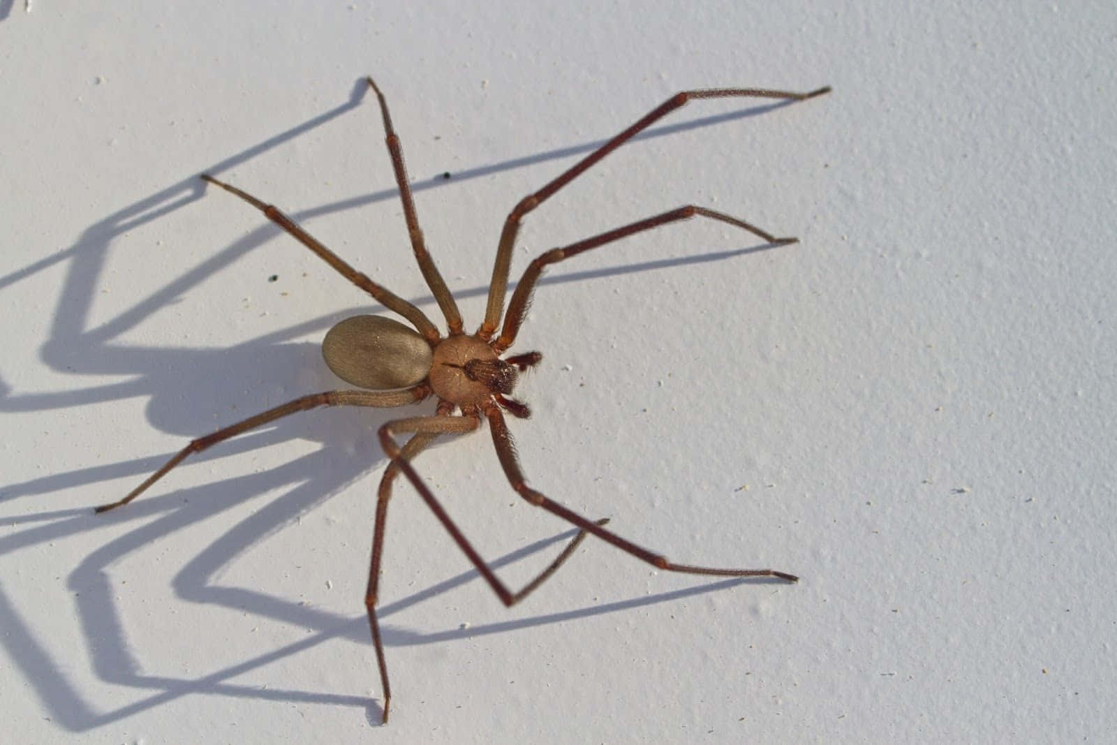 Brown Recluse Spider 桌布 壁紙 — 一隻長腿棕色蜘蛛在明亮的陽光下，在純白牆壁上投下清晰的陰影。