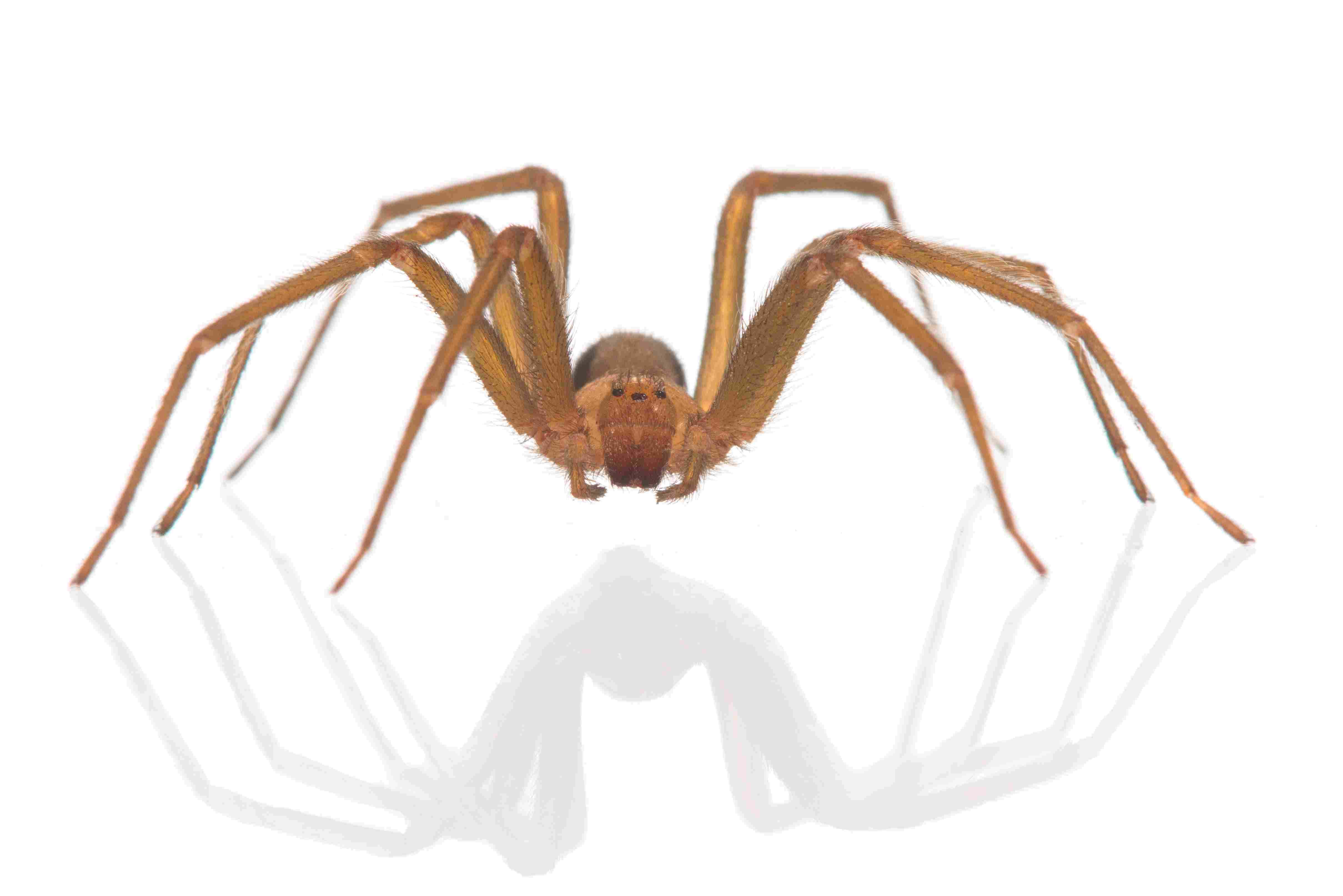 Brown Recluse Spider 桌布 壁紙 — 一隻長腿棕色蜘蛛站在反光白色表面上的詳細特寫。