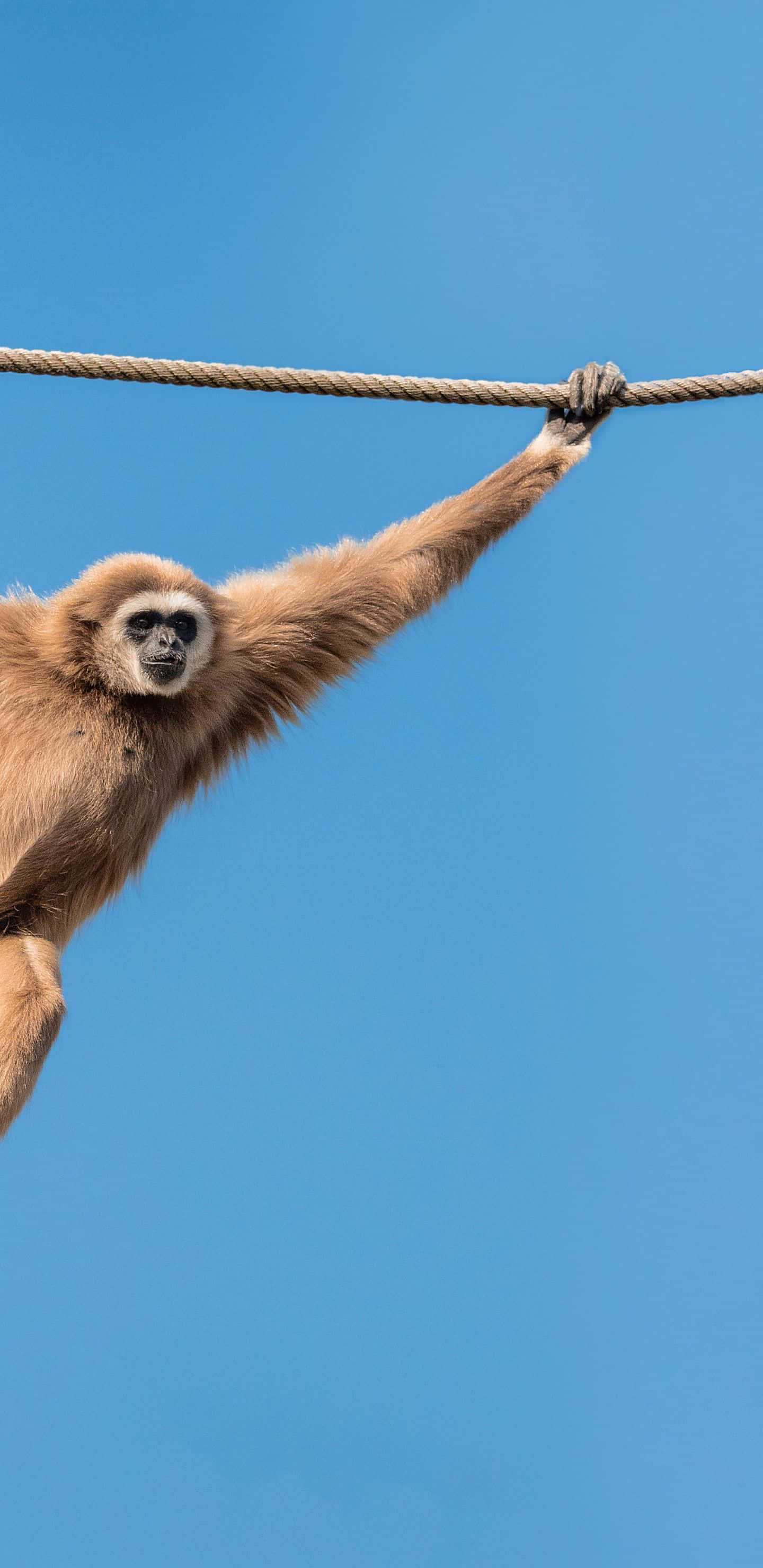 Pixel 3xl Gibbon 桌布 壁紙 — 一隻長臂猿優雅地懸掛在繩索上，背景是清澈的藍天，展示其長臂和富有表情的臉龐。