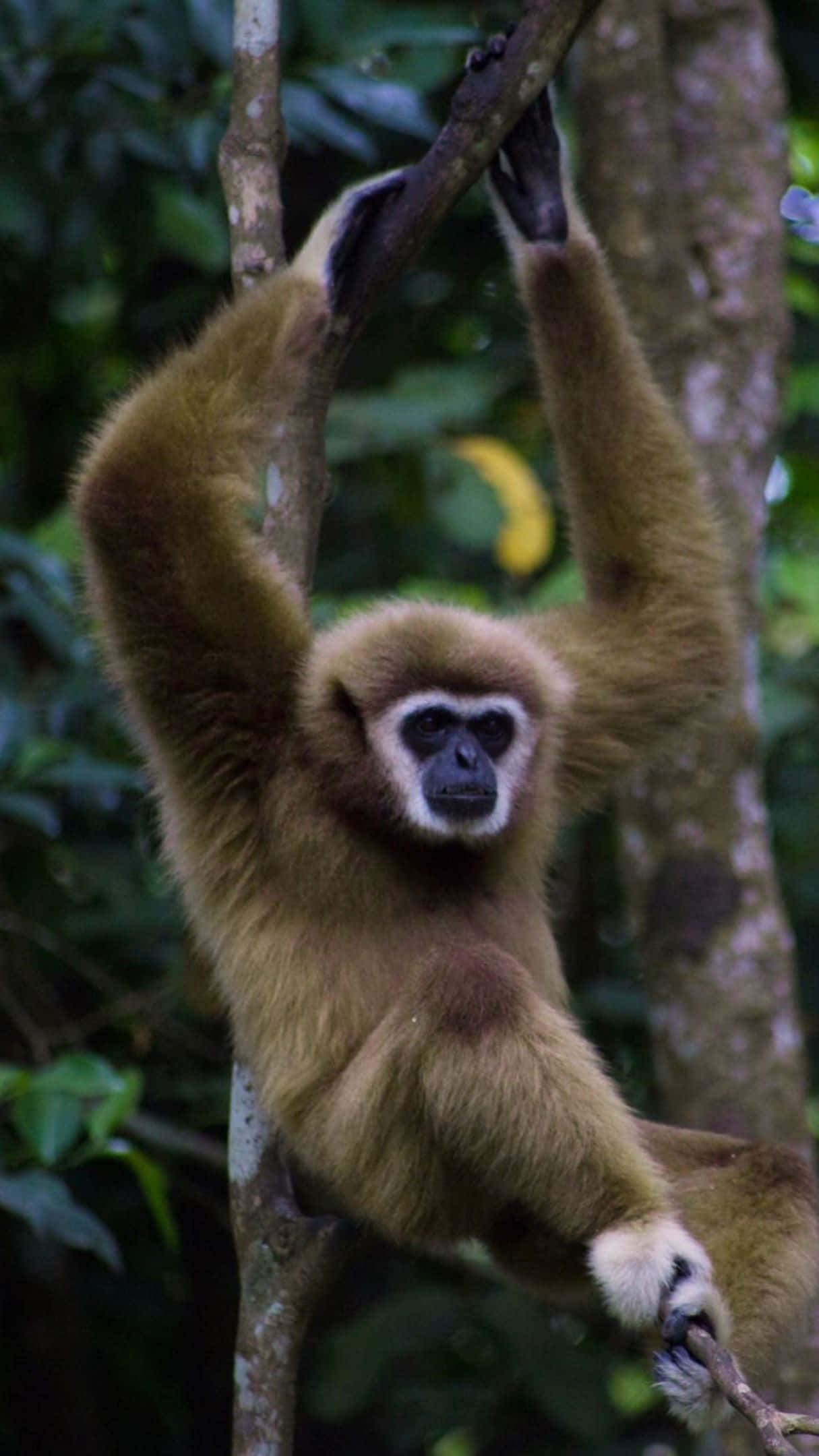 wildlife 桌布 壁紙 — 一隻長臂猿優雅地懸掛在茂密綠色叢林的樹枝上，伴隨著柔和自然光線。