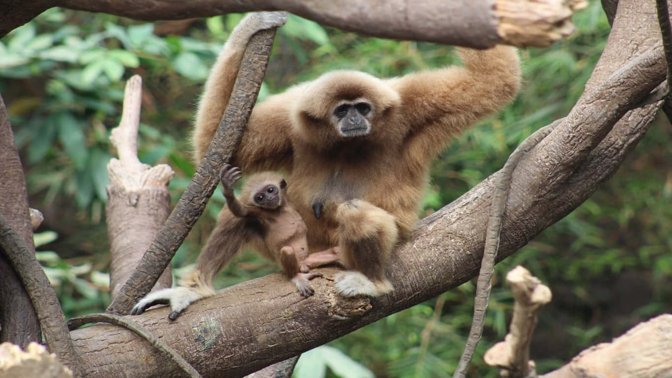 1366x768 Gibbon 桌布 壁紙 — 一隻長臂猿媽媽在茂密綠葉的自然森林環境中，將寶寶抱在粗樹枝上。