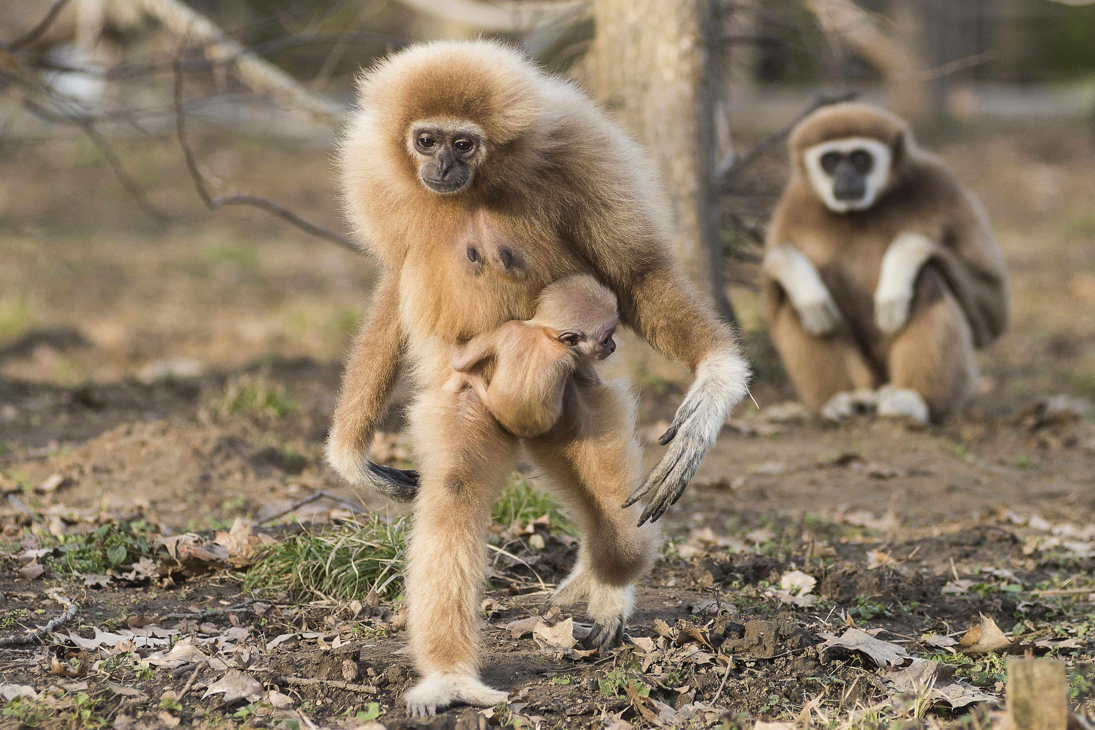 monkeys 桌布 壁紙 — 一隻長臂猿媽媽抱著寶寶穿過佈滿落葉的森林地面，另一隻長臂猿坐在附近。