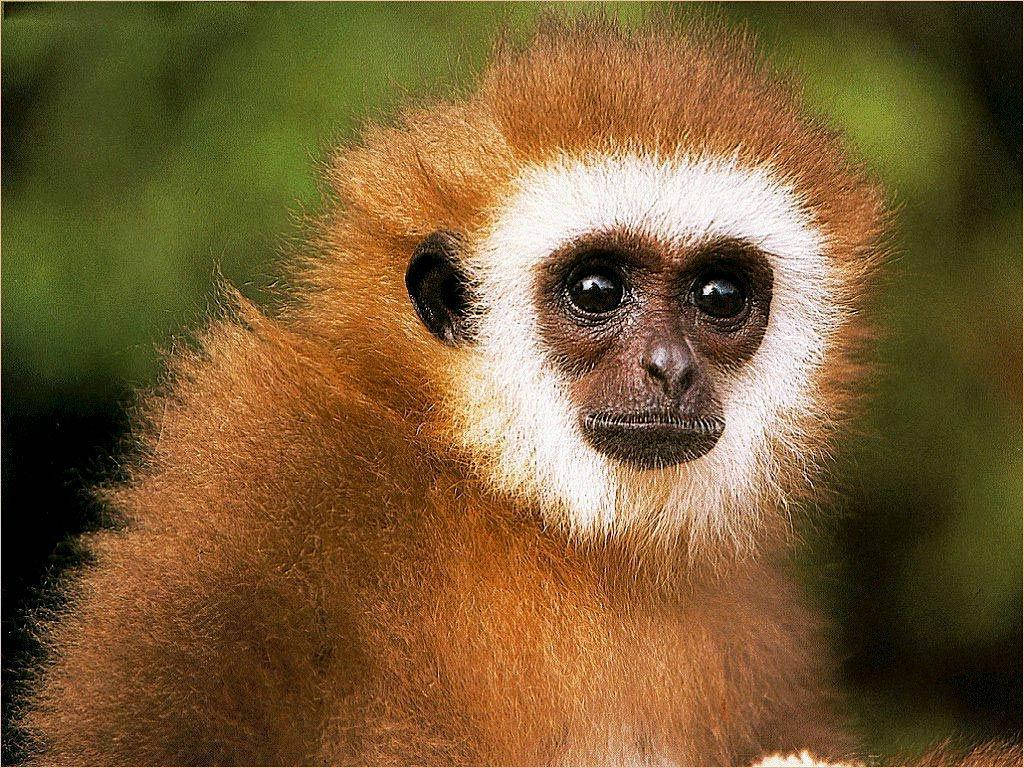Gibbon 桌布 壁紙 — 一隻長臂猿的特寫，擁有蓬鬆的橙色毛髮和白色臉龐，在模糊的綠色背景下專注地凝視。