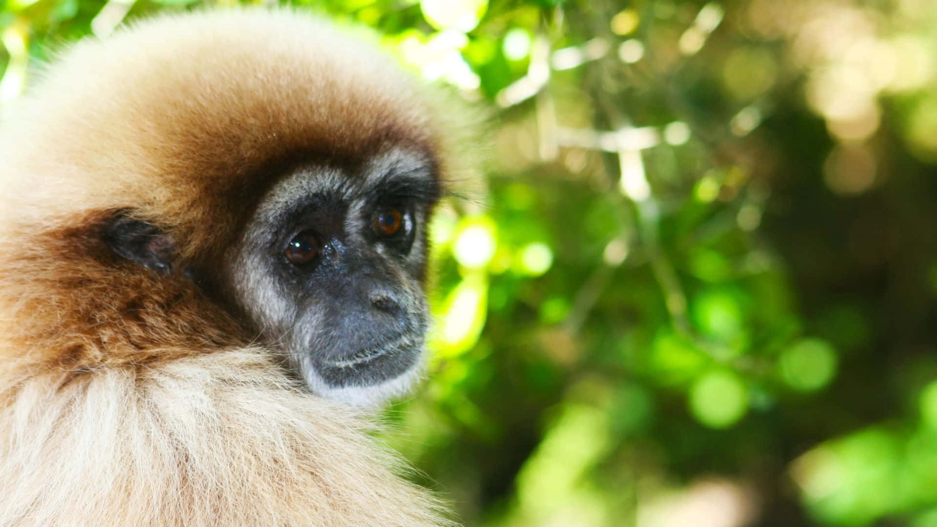 1080p Gibbon 桌布 壁紙 — 一隻長臂猿的特寫，擁有蓬鬆的淺棕色毛髮和深色臉龐，在陽光照射的綠色樹葉中平靜地凝視。