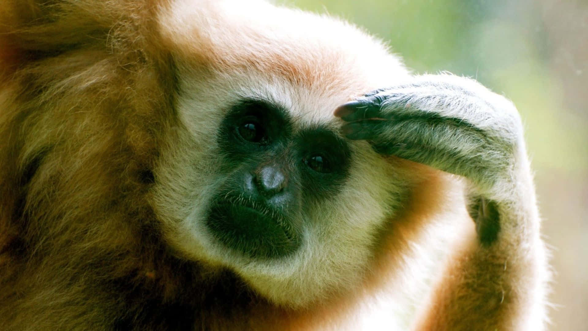 1080p Gibbon 桌布 壁紙 — 一隻長臂猿的特寫，表情若有所思，手放在額頭上，背景是柔和的綠色。