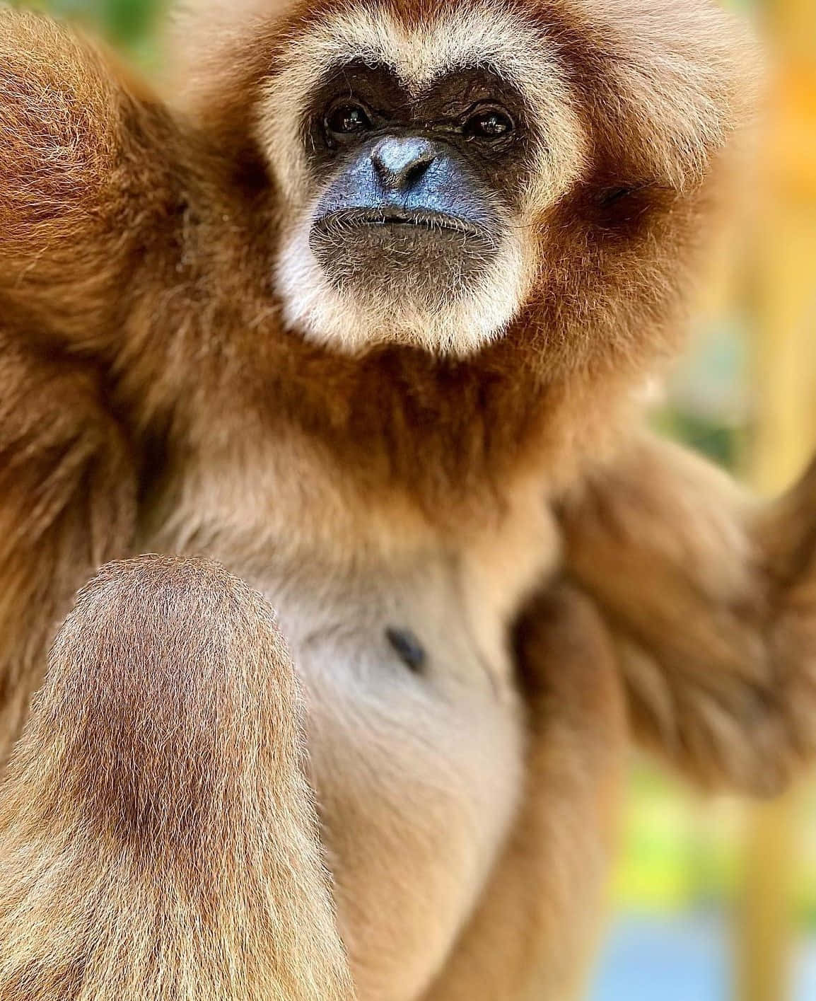 Android Gibbon 桌布 壁紙 — 一隻長臂猿的近距離特寫，擁有富有表現力的深色眼睛和藍色臉龐，憤怒地凝視著相機。