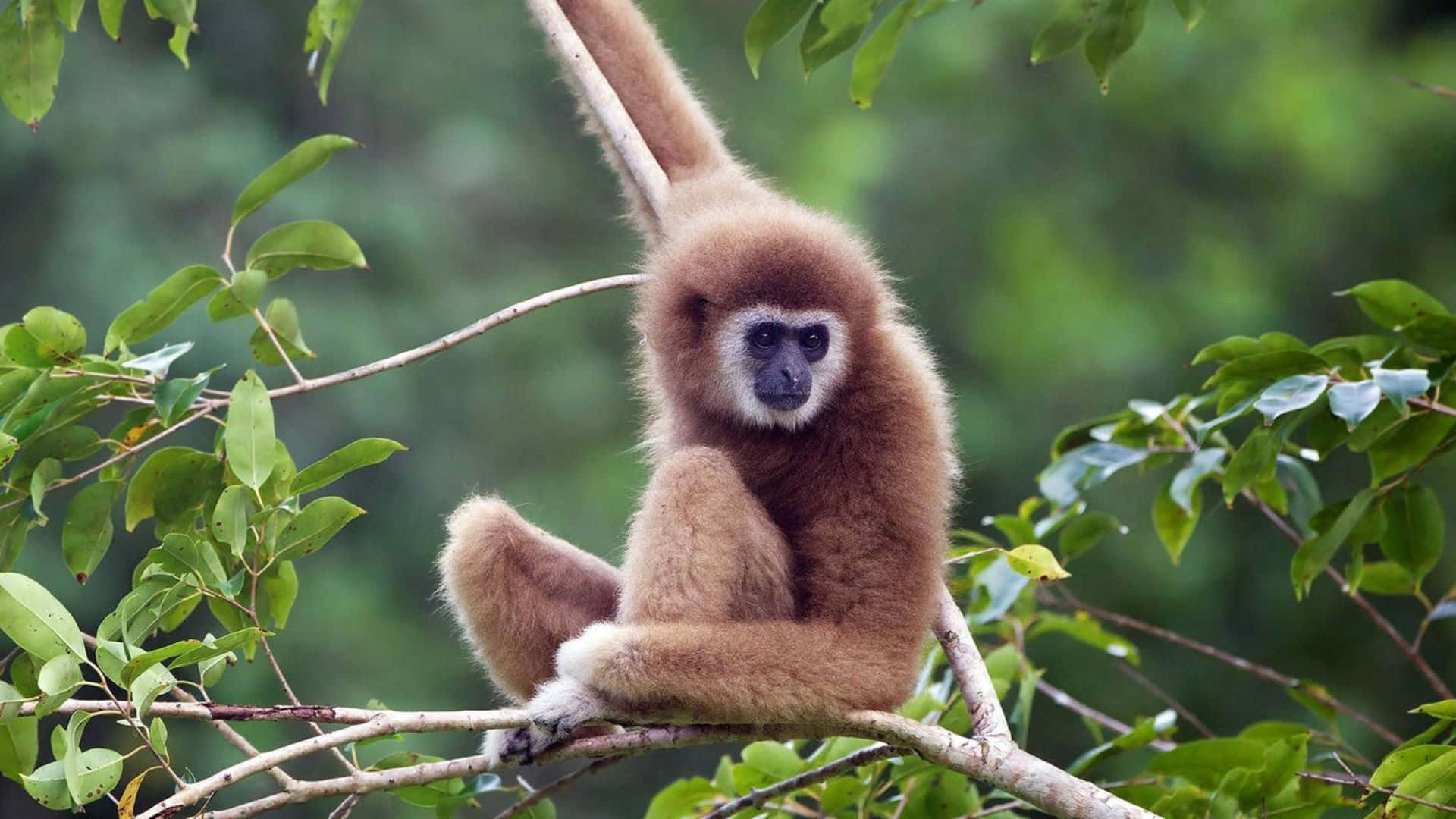 1920x1080 Gibbon 桌布 壁紙 — 一隻長臂長毛的棕色長臂猿靜靜地坐在樹枝上，周圍是茂密的綠葉。