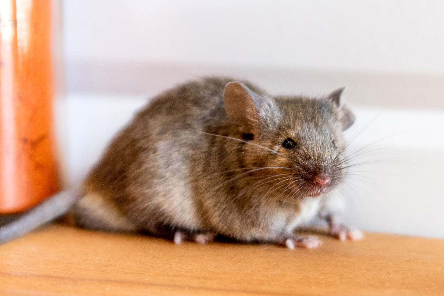 Mouse 桌布 壁紙 — 一隻長著長鬍鬚的小棕色老鼠警覺地坐在木質表面上，靠近一個橙色容器。