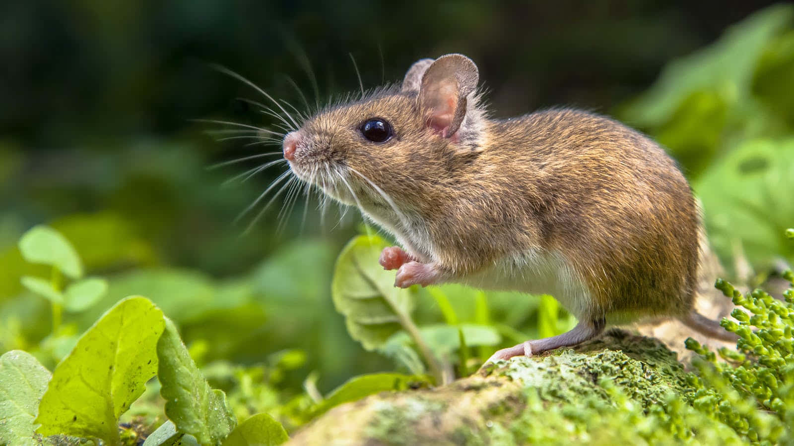Mouse 桌布 壁紙 — 一隻長著長鬍鬚的小棕色老鼠警覺地站在長滿苔蘚的石頭上，周圍是充滿活力的綠色樹葉。