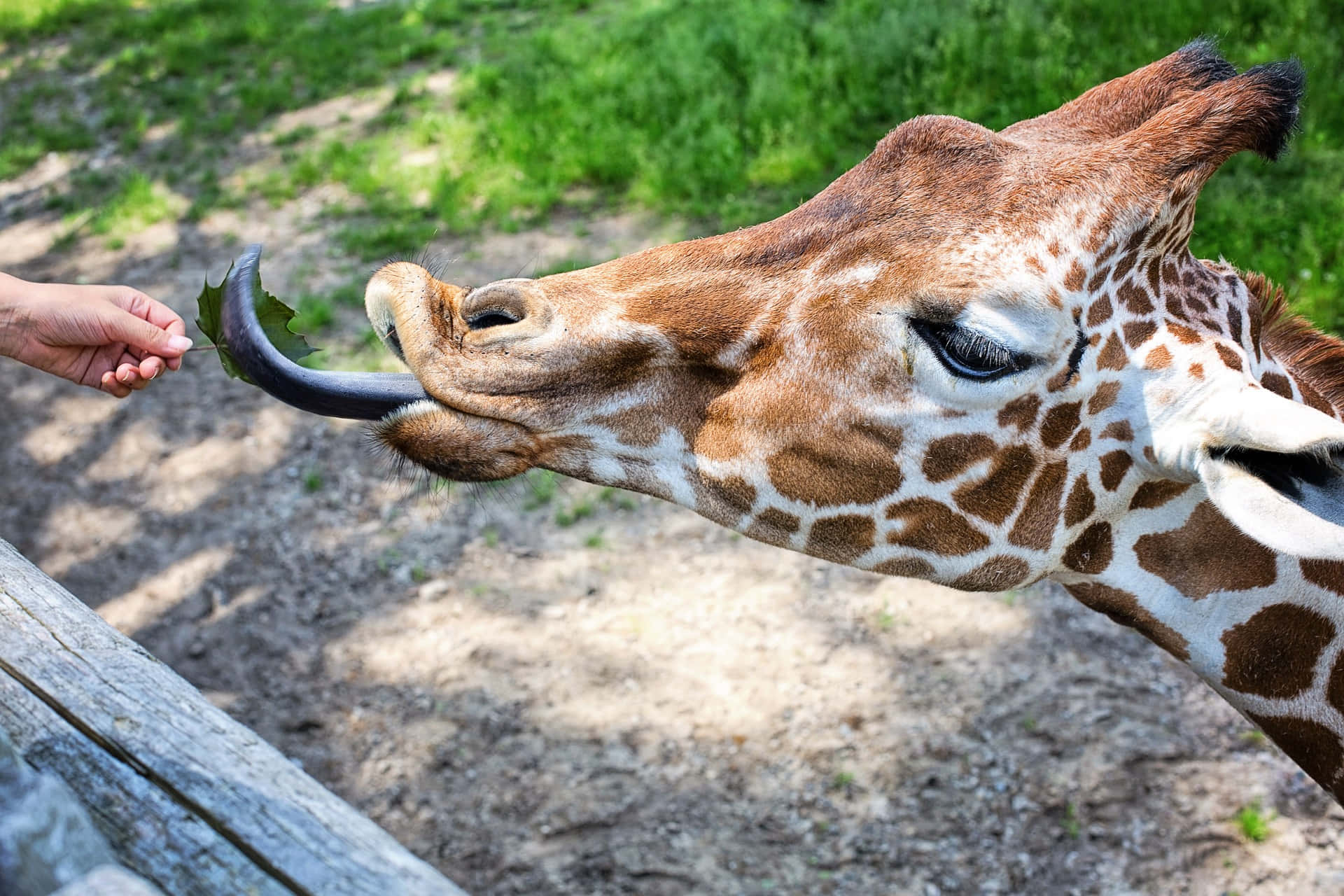 動物 桌布 壁紙 — 一隻長頸鹿伸出長長的深色舌頭，在陽光明媚的草地背景下，輕輕地從人類手中取走一片葉子。