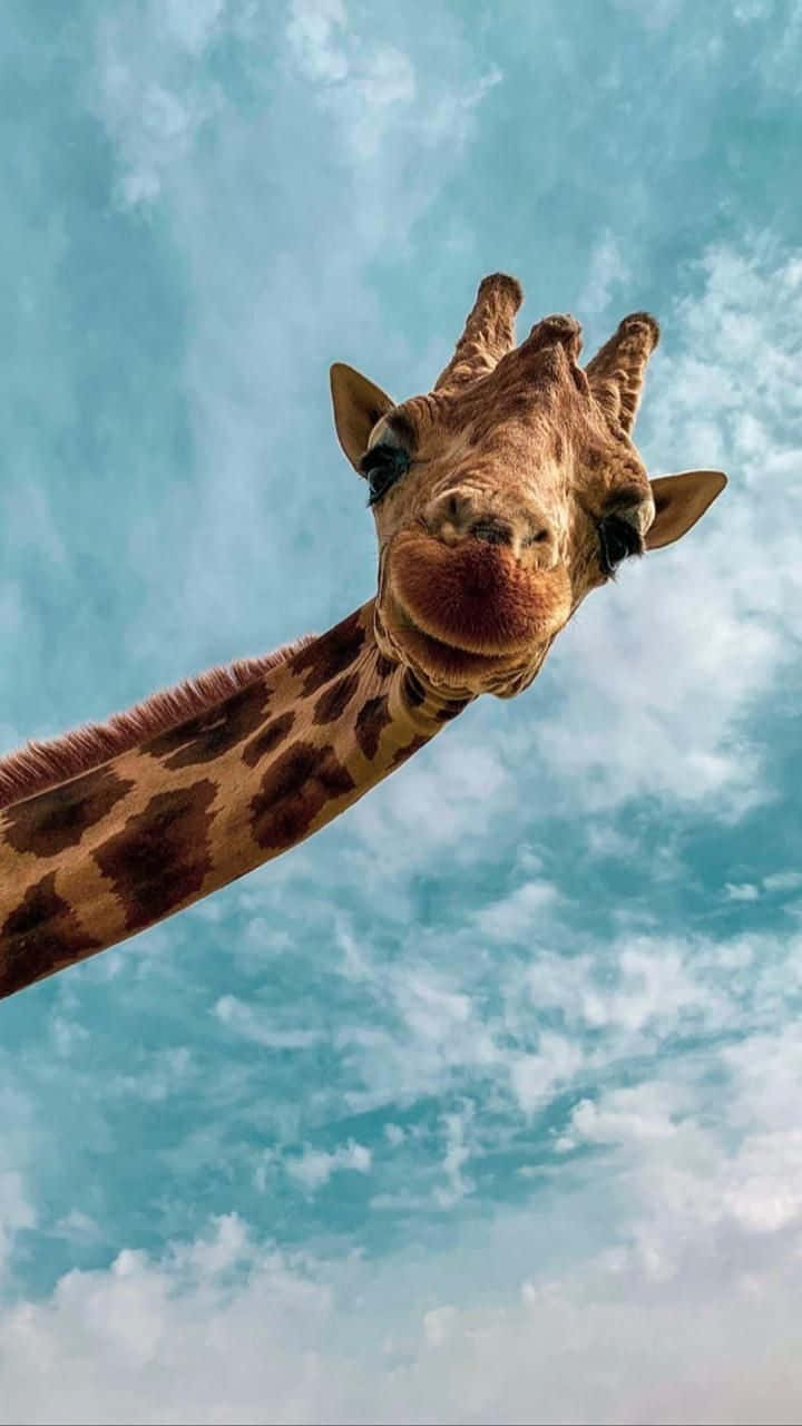動物 桌布 壁紙 — 一隻長頸鹿好奇地彎下身，襯著充滿 fluffy 白色雲朵的鮮豔藍天。