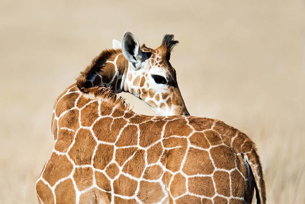 Baby Giraffe 桌布 壁紙 — 一隻長頸鹿將頭依偎在另一隻長頸鹿的背上，在金色大草原的草叢中展現溫柔一刻。