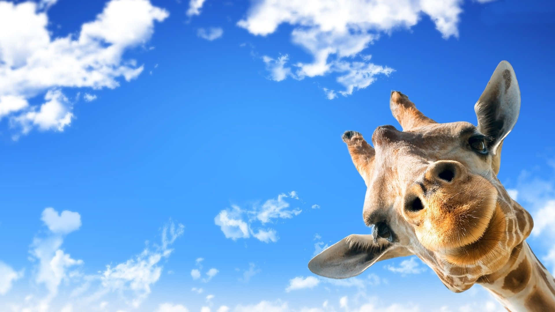 動物 桌布 壁紙 — 一隻長頸鹿從右邊好奇地探頭，背景是明亮的藍天，點綴著蓬鬆的白雲。
