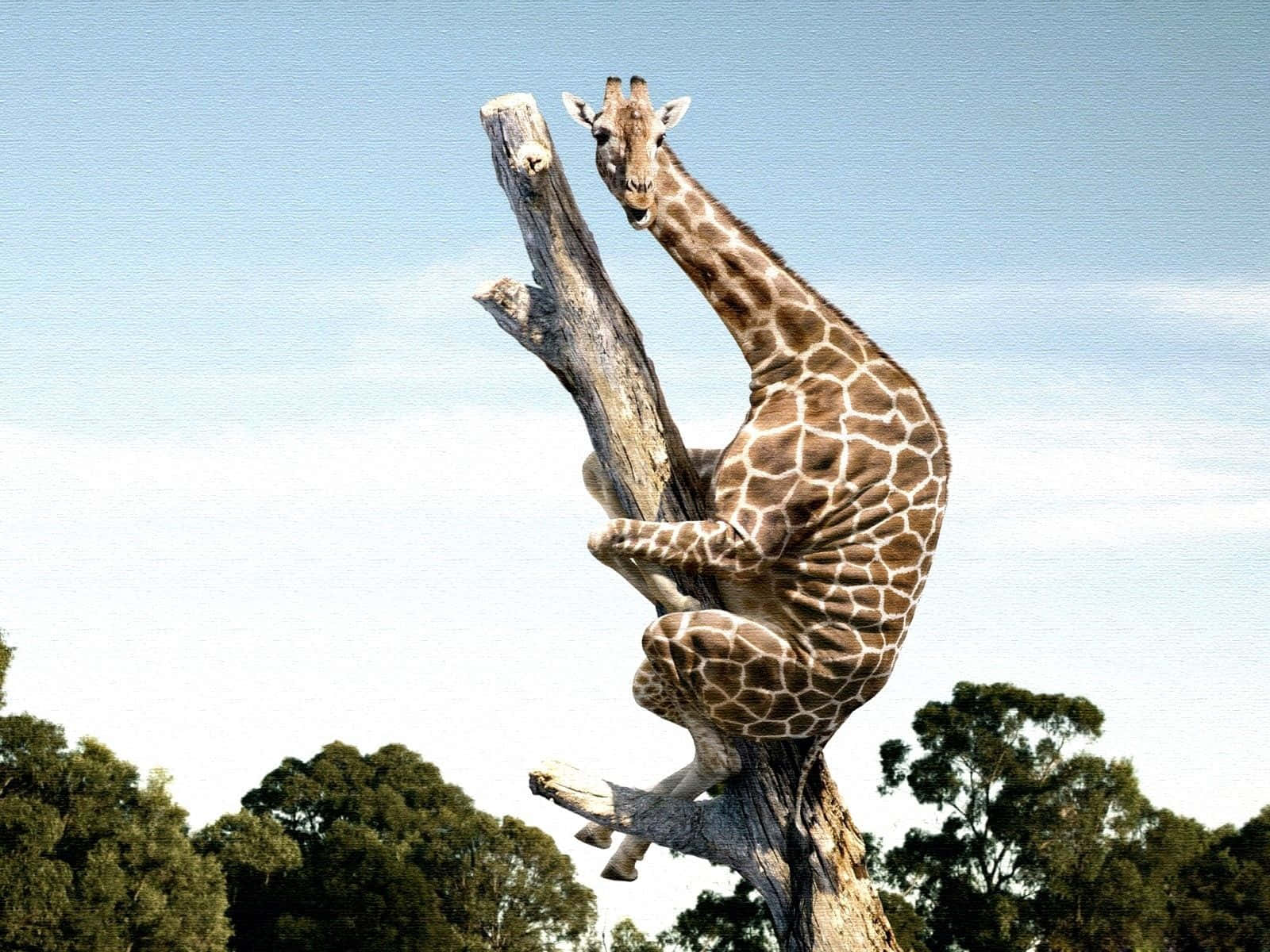 Funny Giraffe 桌布 壁紙 — 一隻長頸鹿棲息在風化的樹幹上，背景是清澈的藍天，下方有綠色樹葉。