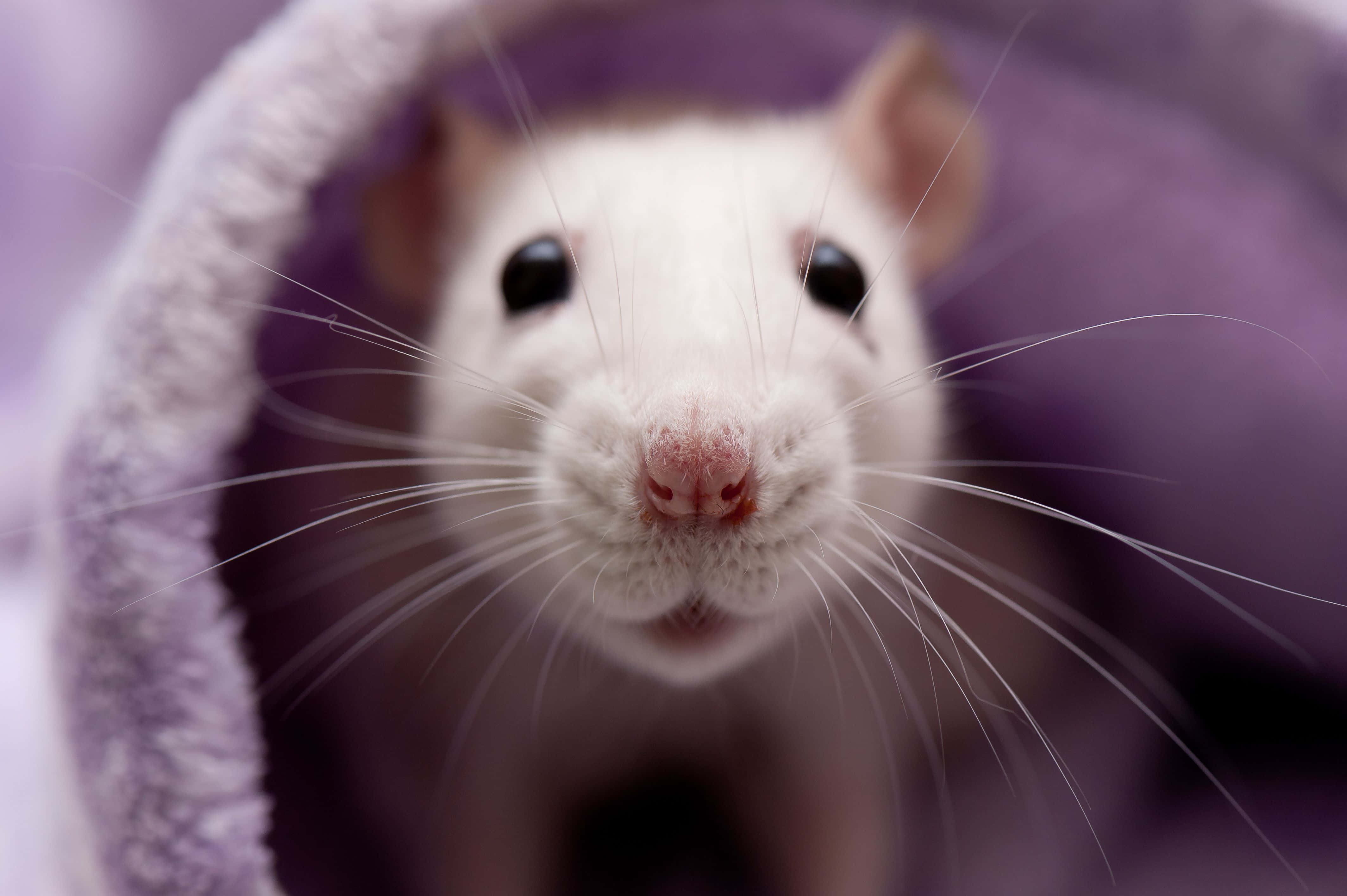 Rat 桌布 壁紙 — 一隻長鬍鬚的白老鼠從柔軟的紫色抓毛絨隧道探出頭來的特寫。