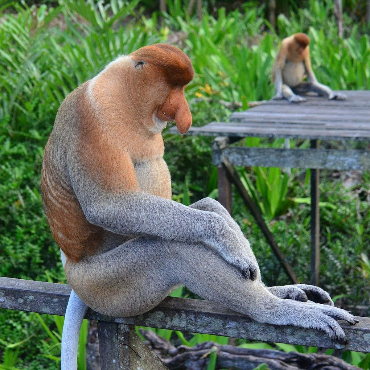 animals 桌布 壁紙 — 一隻長鼻猴沉思地坐在木欄杆上，背後是茂密的綠色樹葉。