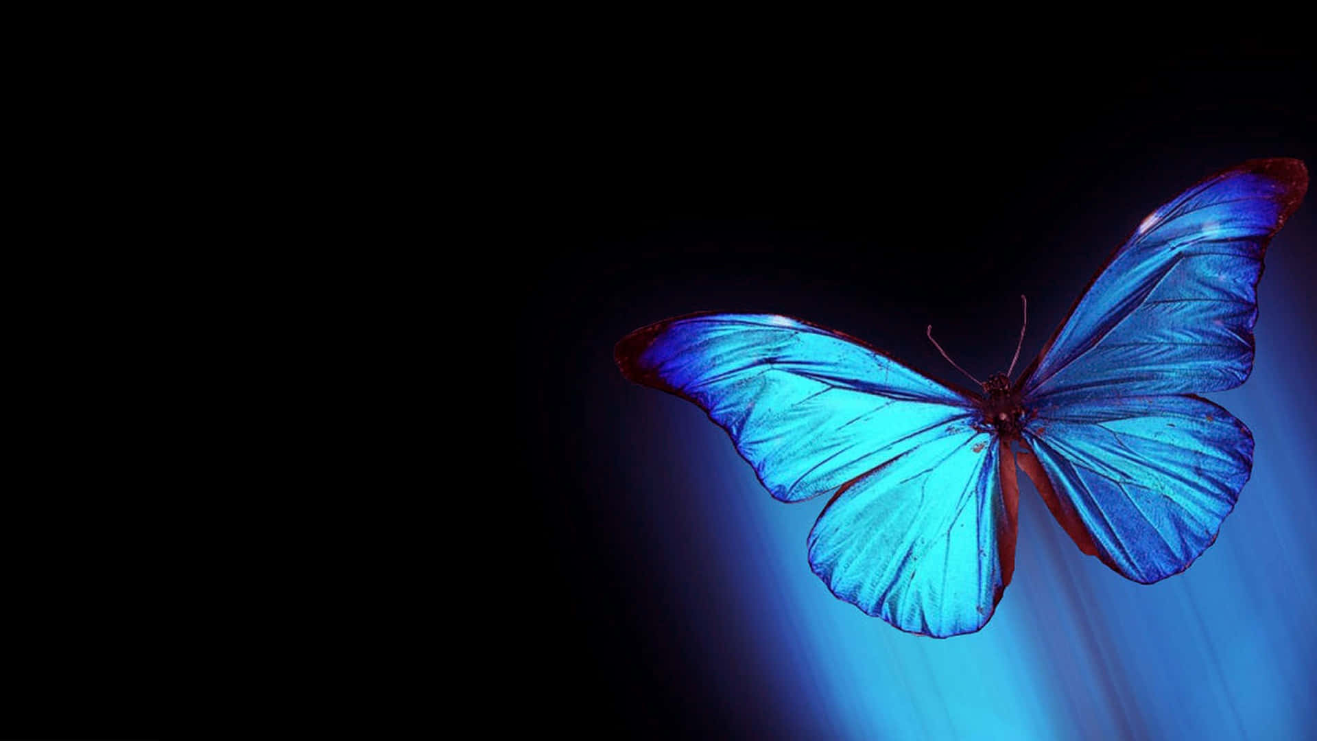 Butterflies Laptop 桌布 壁紙 — 一隻閃亮的藍色閃蝶在深黑色背景上發光，下方散發出微妙的藍色光線。