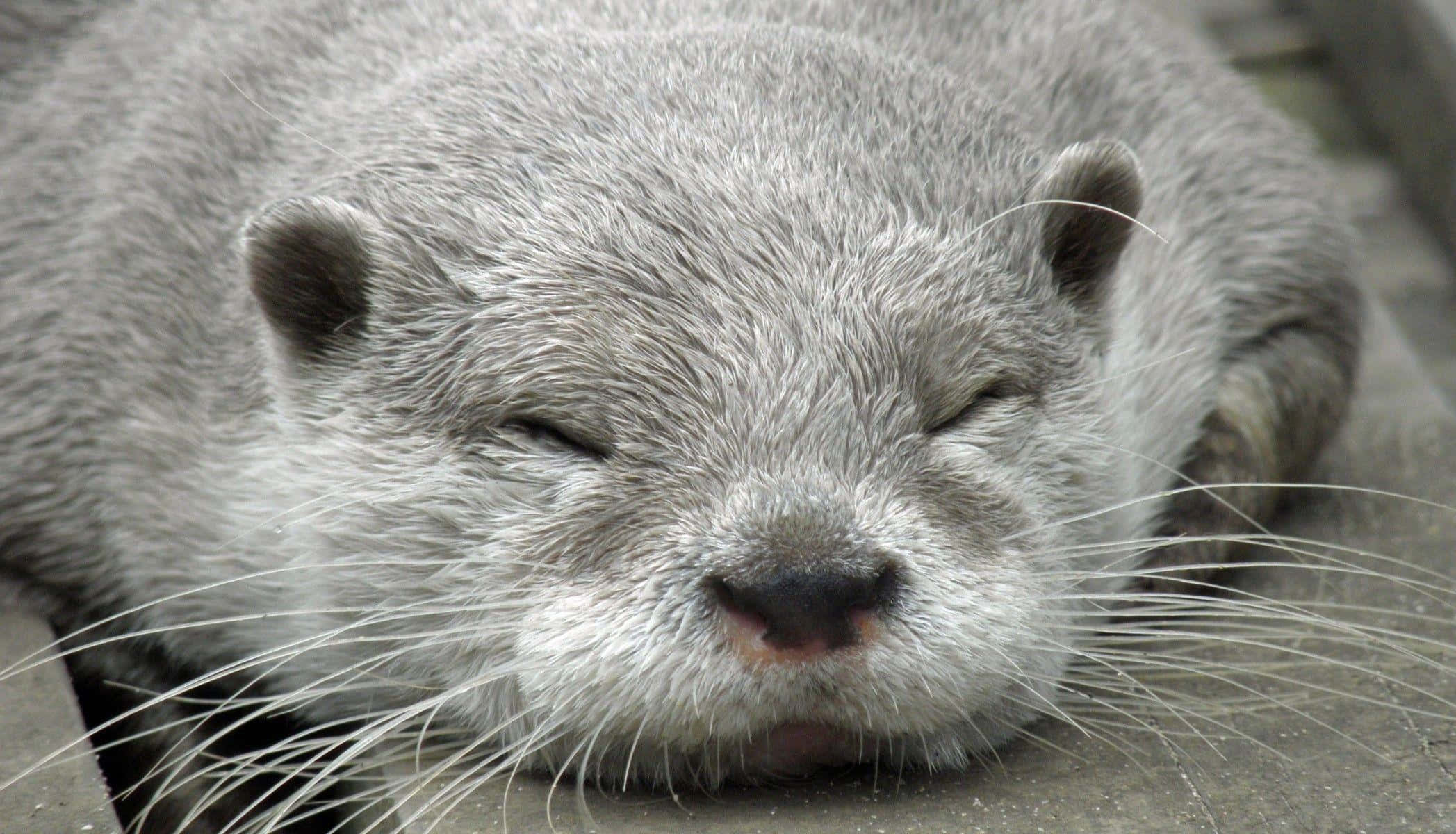 動物 桌布 壁紙 — 一隻閉著眼睛、濕灰色毛皮的水獺在石面上平靜休息的特寫。