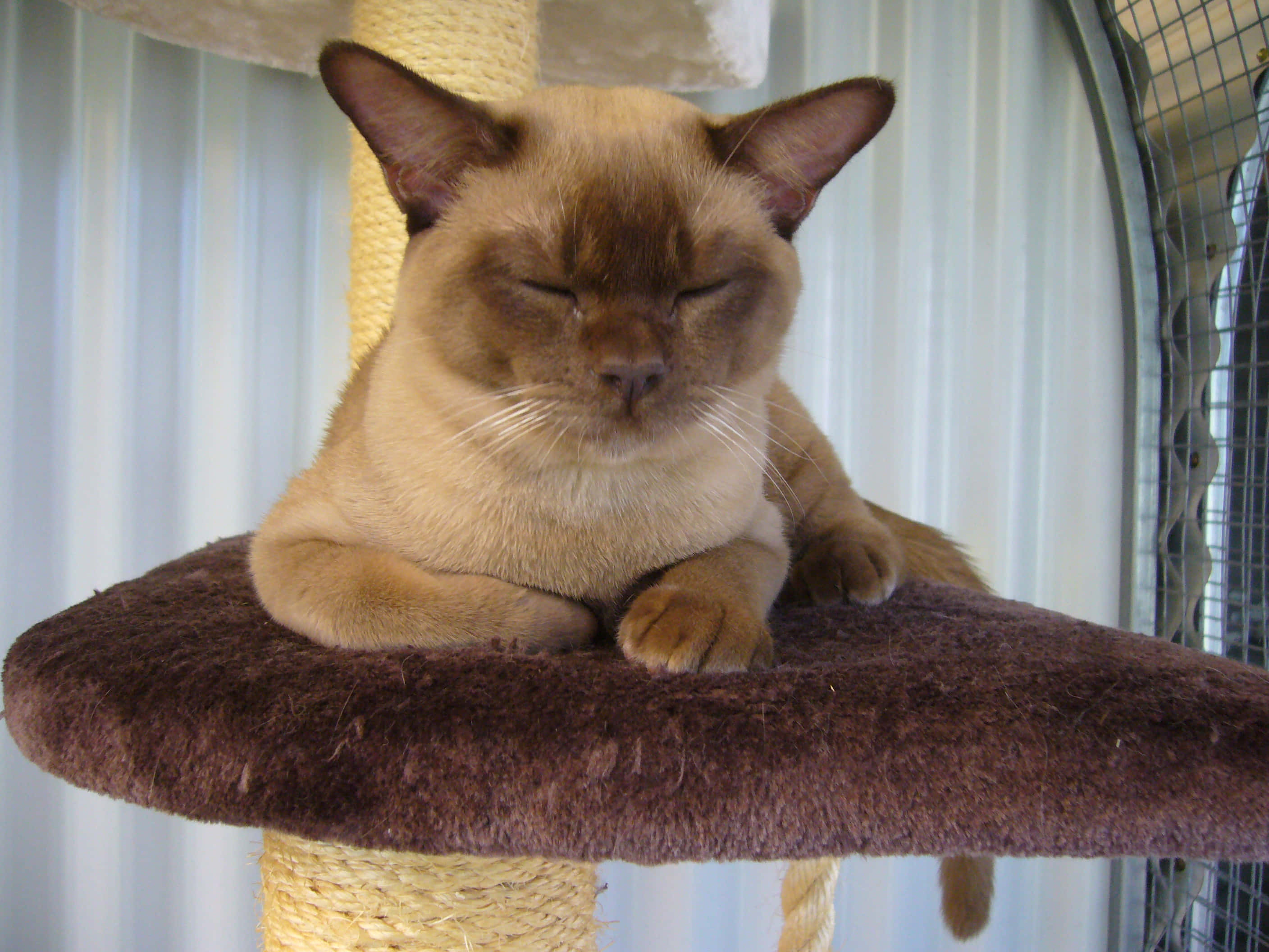 Burmese Cat 桌布 壁紙 — 一隻閉著眼睛的寧靜暹羅貓，在室內貓樹的柔軟棕色棲木上安詳地休息。