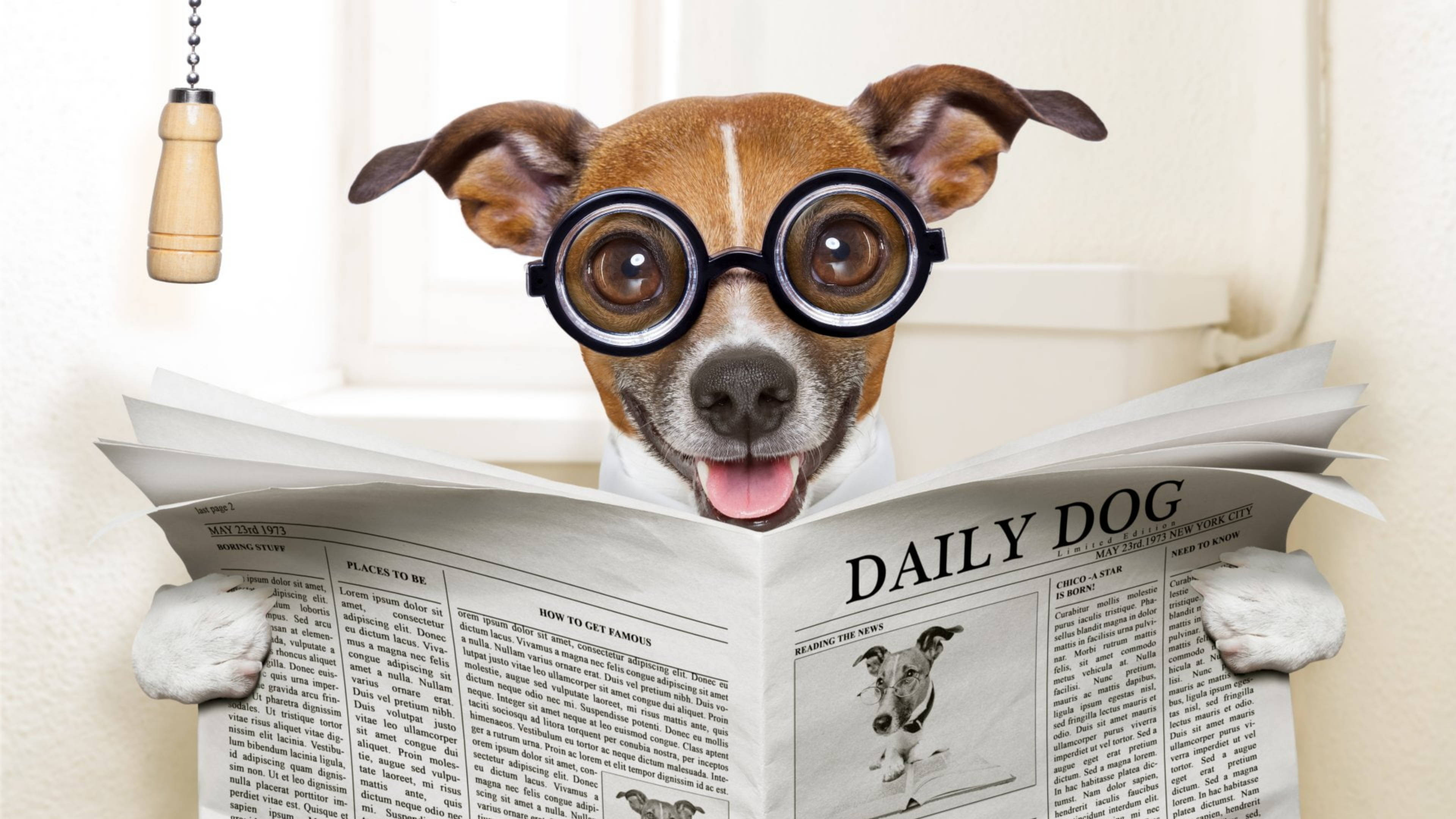 Newspaper 桌布 壁紙 — 一隻開心的傑克羅素梗戴著超大圓形眼鏡，用爪子拿著名為 Daily Dog 的報紙閱讀。