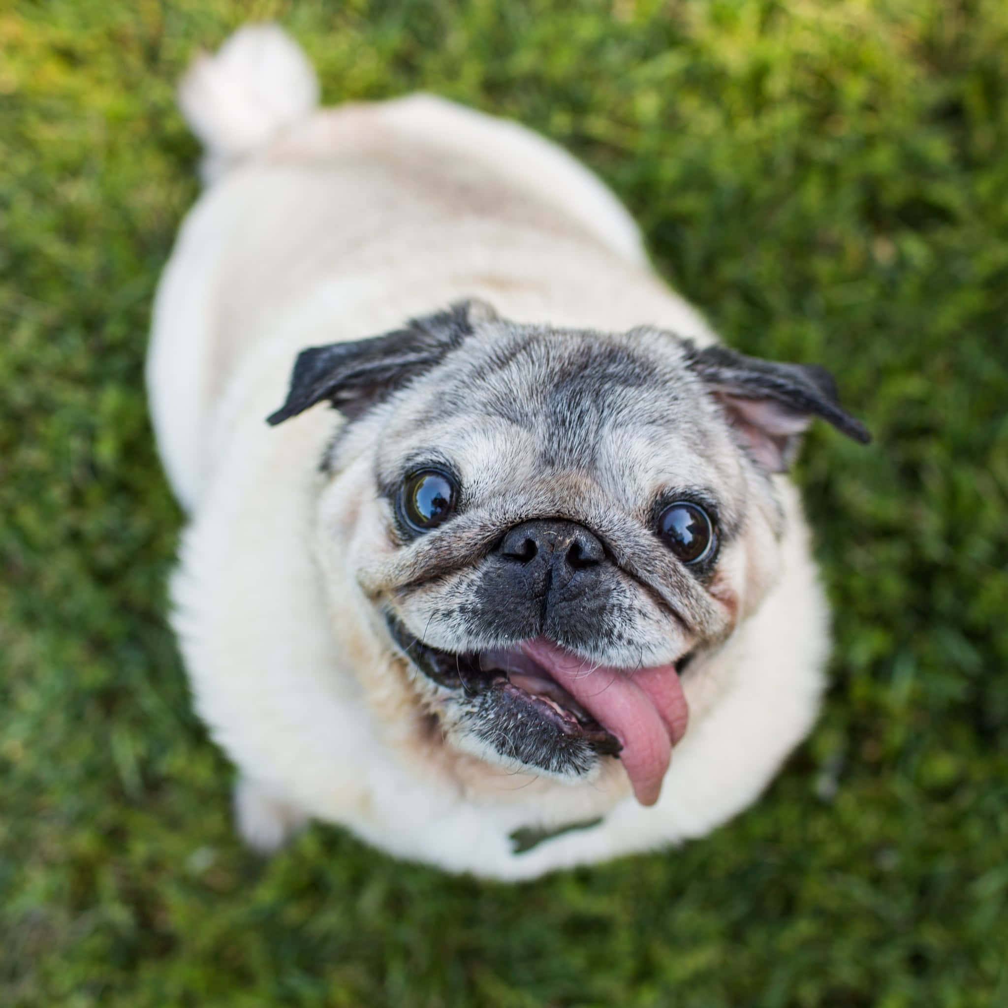 狗 桌布 壁紙 — 一隻開心的巴哥犬伸出粉紅色舌頭，從茂密的綠草中抬頭仰望，在明亮的戶外拍攝。