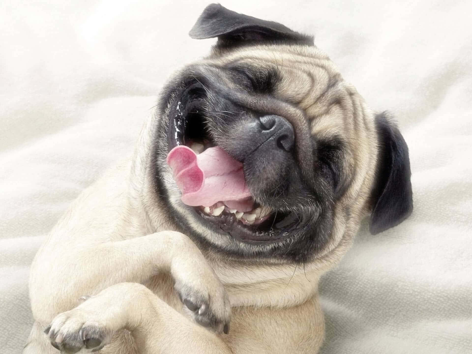 Pug 桌布 壁紙 — 一隻開心的巴哥犬躺在柔軟的白色毛毯上，張開嘴巴伸出舌頭，露出喜悅的表情。