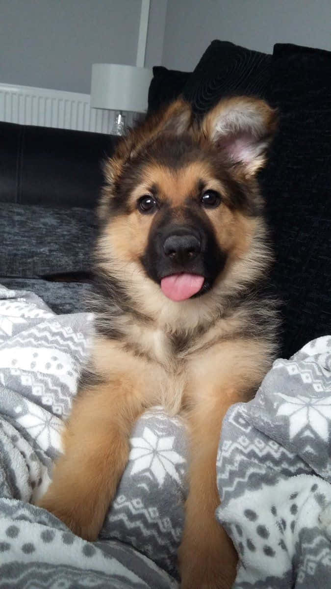 Adorable Puppy 桌布 壁紙 — 一隻開心的德國牧羊犬幼犬伸出舌頭，舒適地坐在深色沙發上的花紋毯子上。