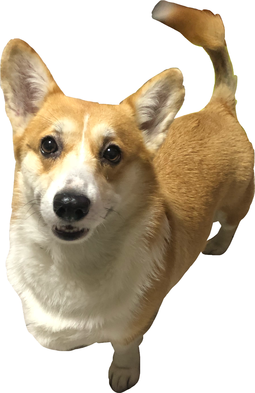 柯基 桌布 壁紙 — 一隻開心的柯基犬，擁有棕白色毛髮，在黑色背景下用明亮的眼睛向上看。