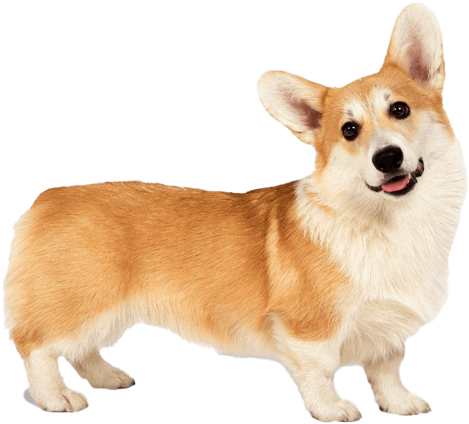 柯基 桌布 壁紙 — 一隻開心的柯基犬，毛色為棕白色，在純黑背景上警覺地站立，舌頭微微伸出。