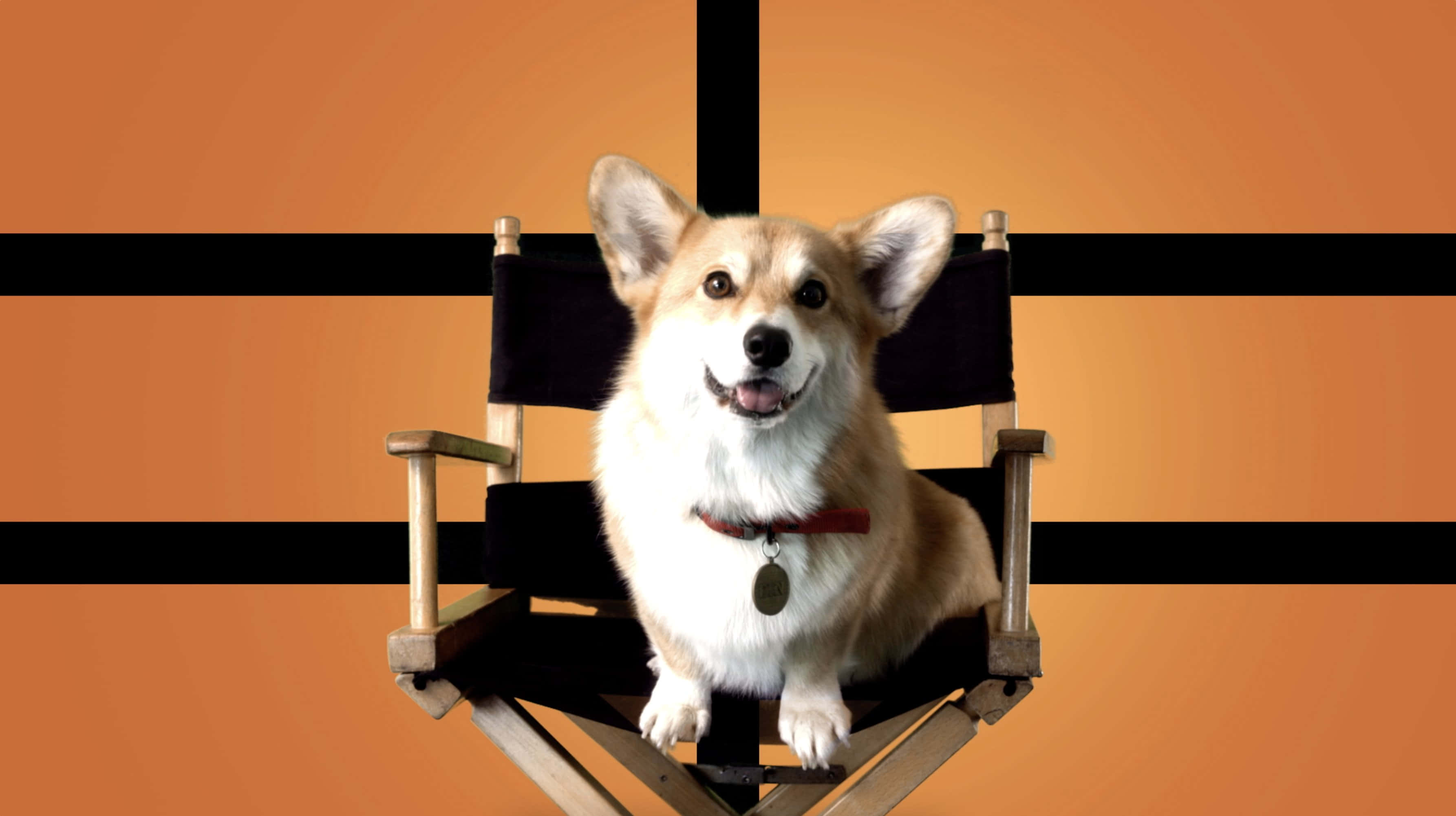 Cowboy Bebop Ein 桌布 壁紙 — 一隻開心的柯基犬自豪地坐在導演椅上，背景是搶眼的橙色和黑色條紋。