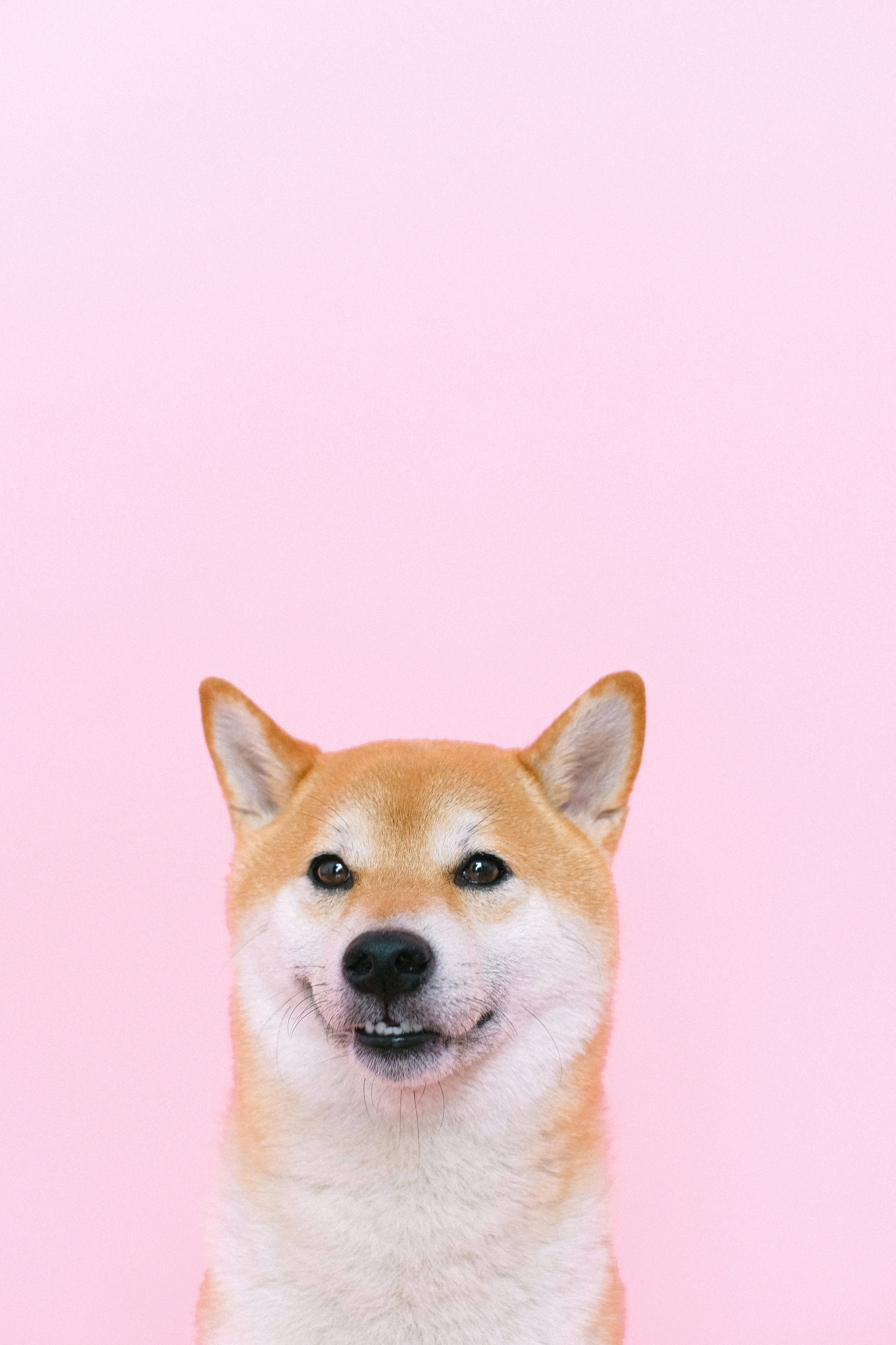粉紅色 桌布 壁紙 — 一隻開心的柴犬，在純色粉彩粉紅背景上帶著快樂的表情。