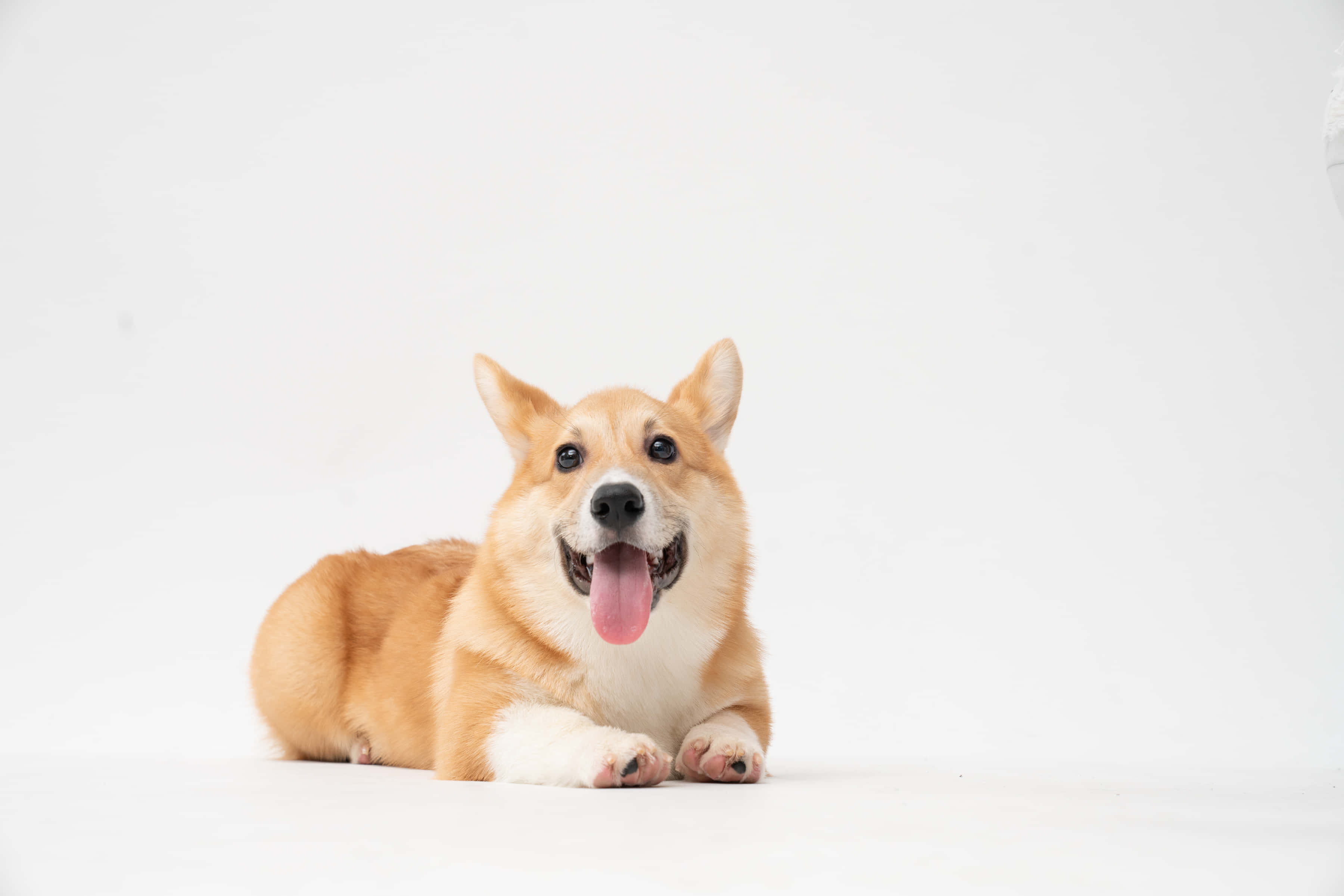狗 桌布 壁紙 — 一隻開心的棕白色柯基犬躺在白色地板上，伸出舌頭，背景是純白色。