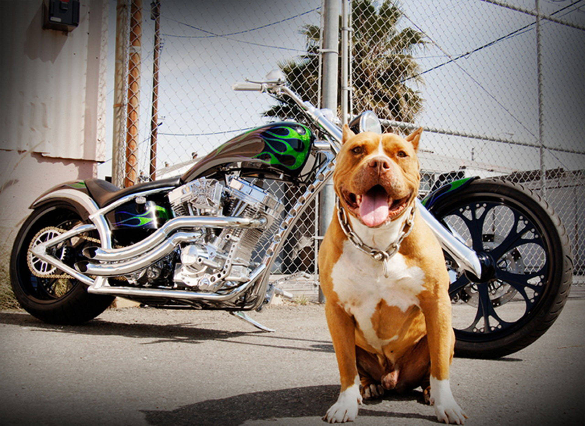 Choppers 桌布 壁紙 — 一隻開心的比特犬自豪地坐在鏈條圍籬下，旁邊是一輛帶有綠色火焰塗裝的定制chopper機車。