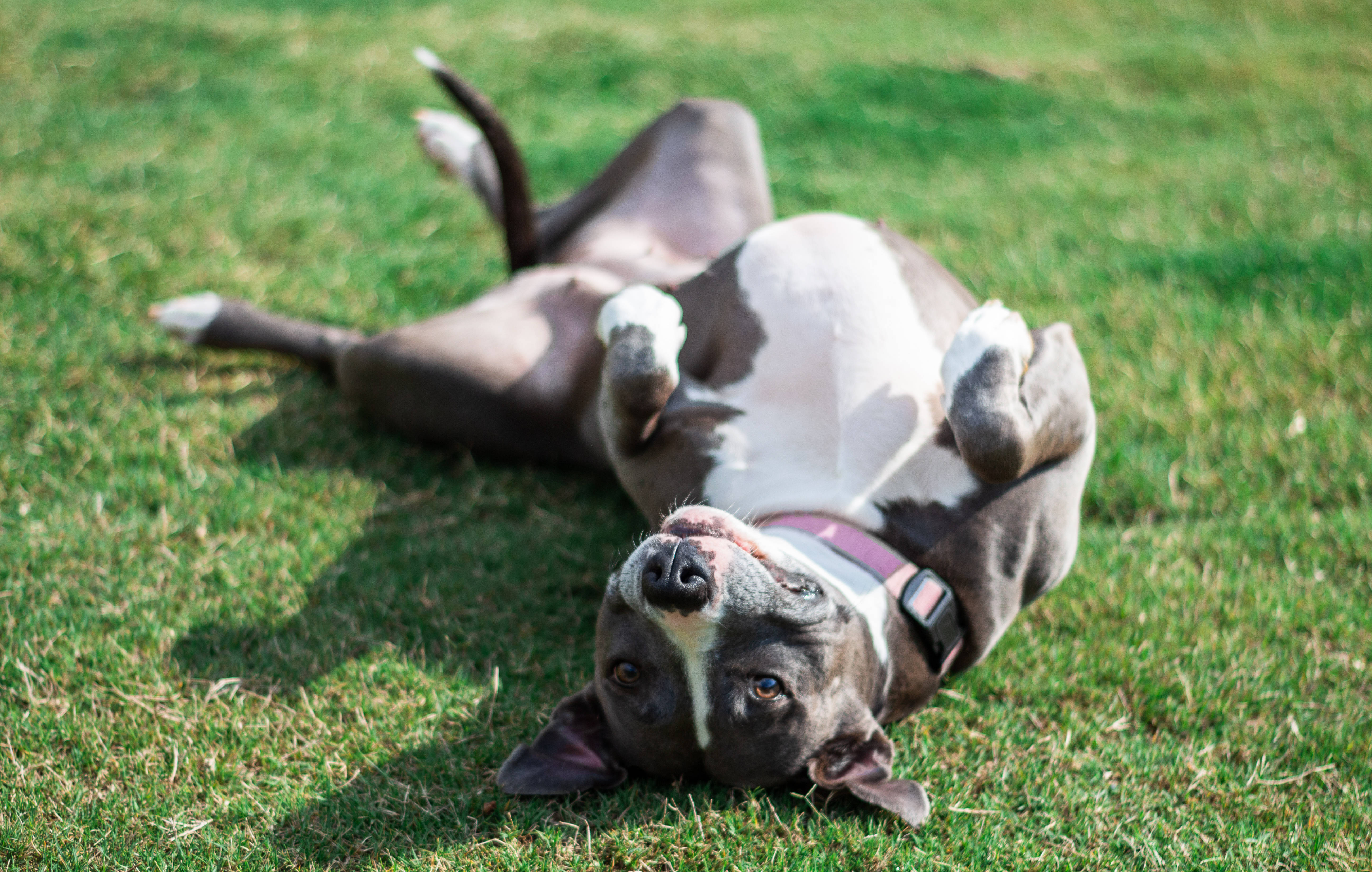 Pitbull 桌布 壁紙 — 一隻開心的比特鬥牛梗在陽光照耀的綠色草地上翻滾，四腳朝天，伸出舌頭。