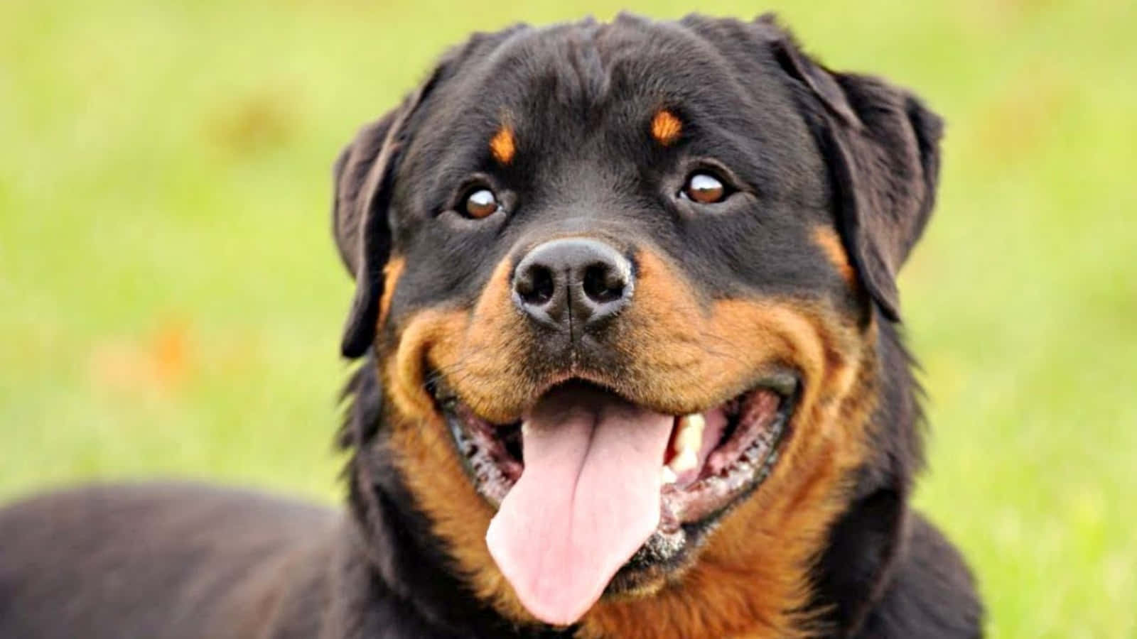 羅威那犬 桌布 壁紙 — 一隻開心的羅威納伸出粉紅色舌頭，在模糊的綠色草地背景下對著鏡頭微笑。