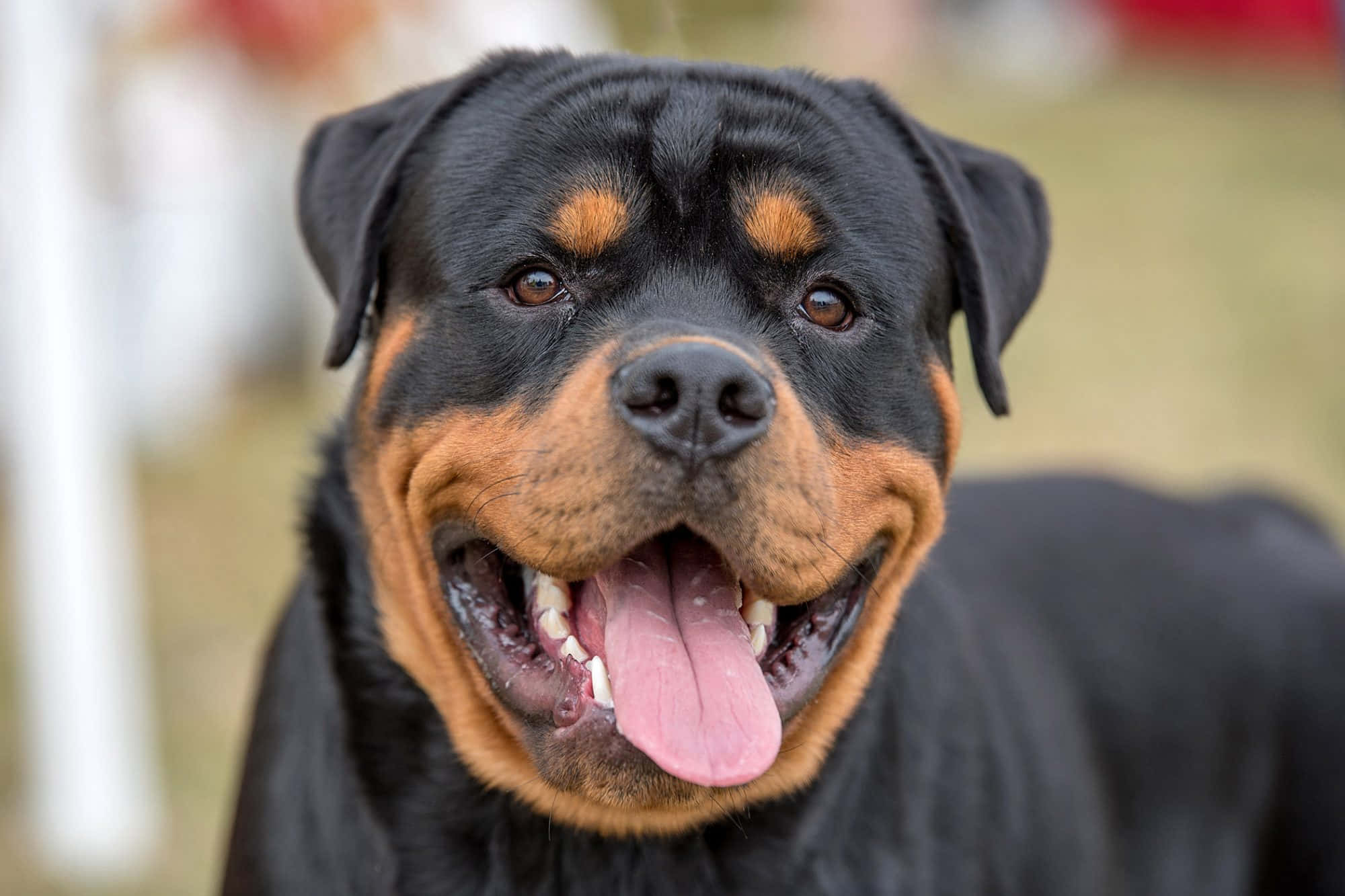 羅威那犬 桌布 壁紙 — 一隻開心的羅威納犬特寫，黑色和棕褐色毛髮，伸出舌頭喘氣。